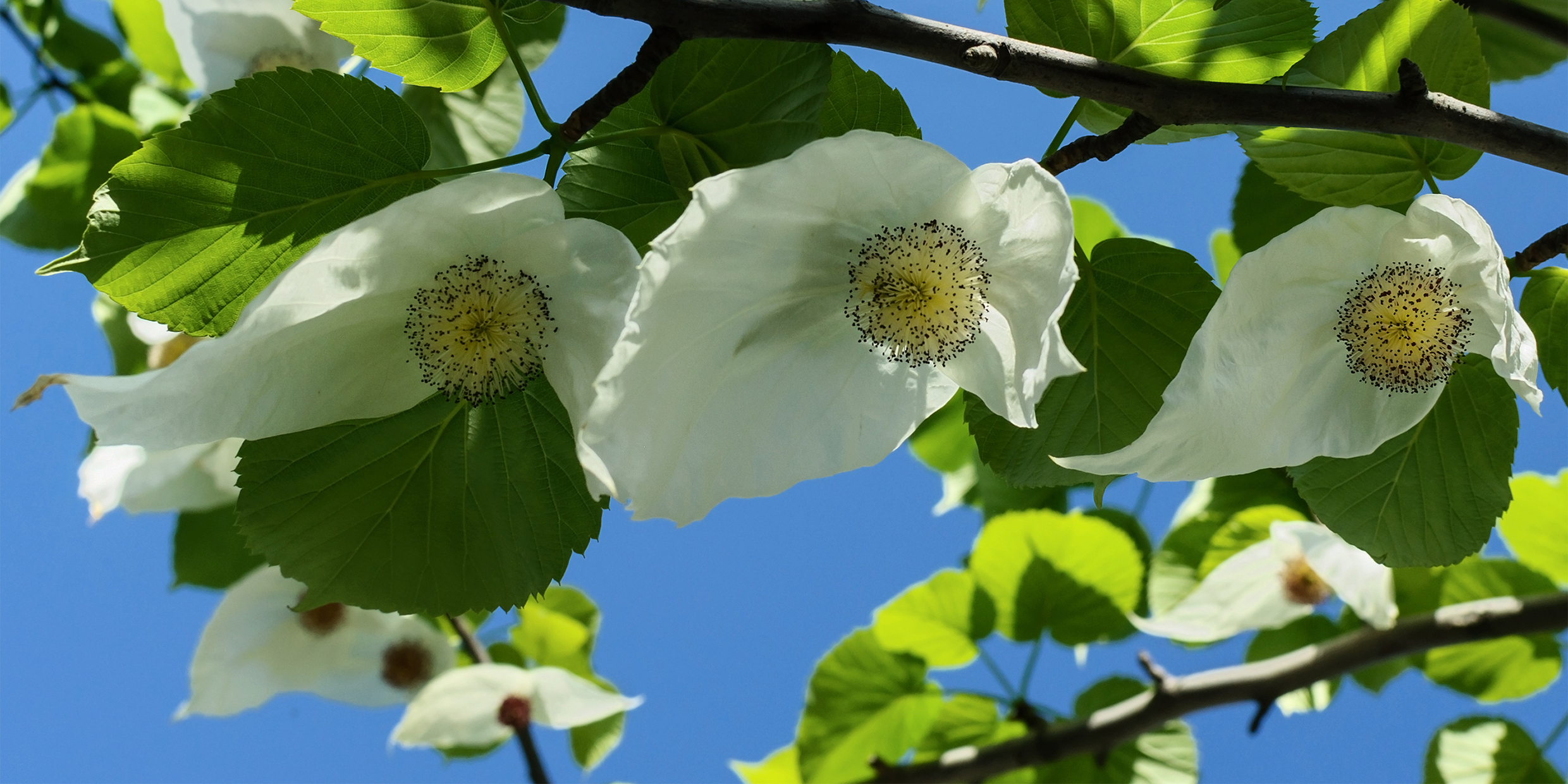 Image of Davidia flowers