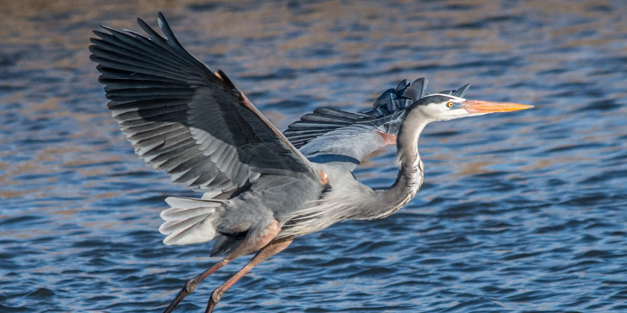 Stalking the great blue heron