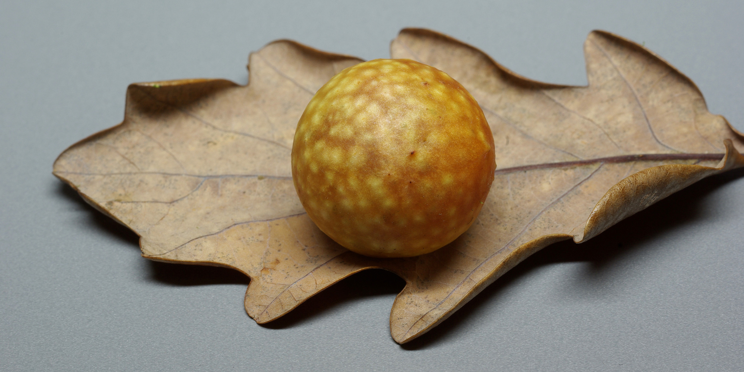 Image of gall on oak leaf