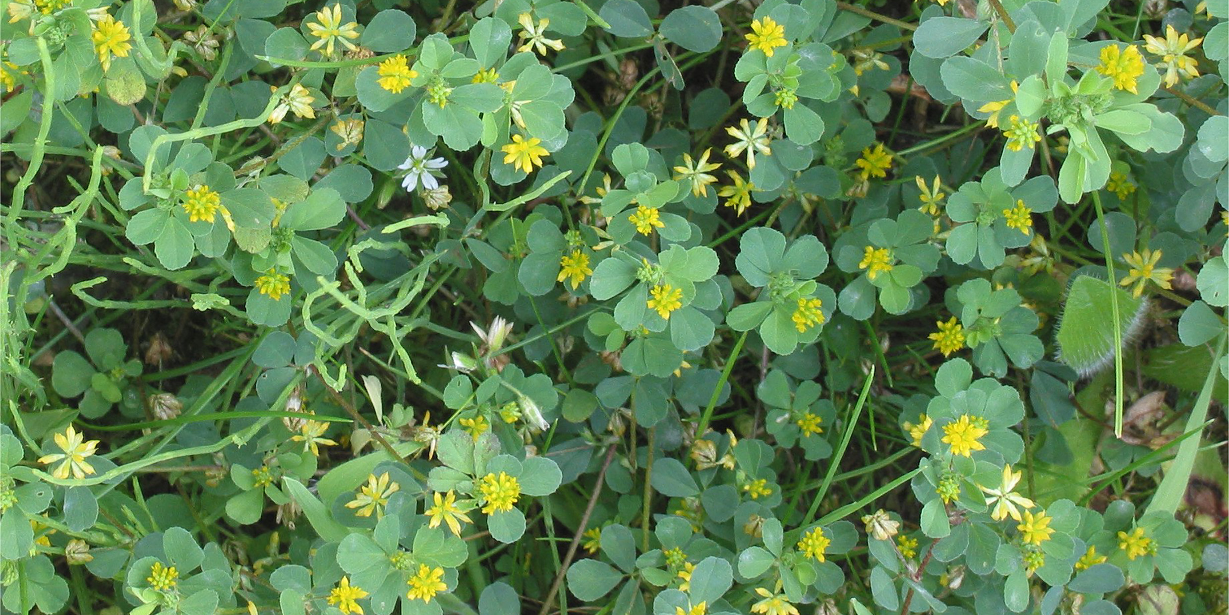 Tracking the ‘true shamrock’