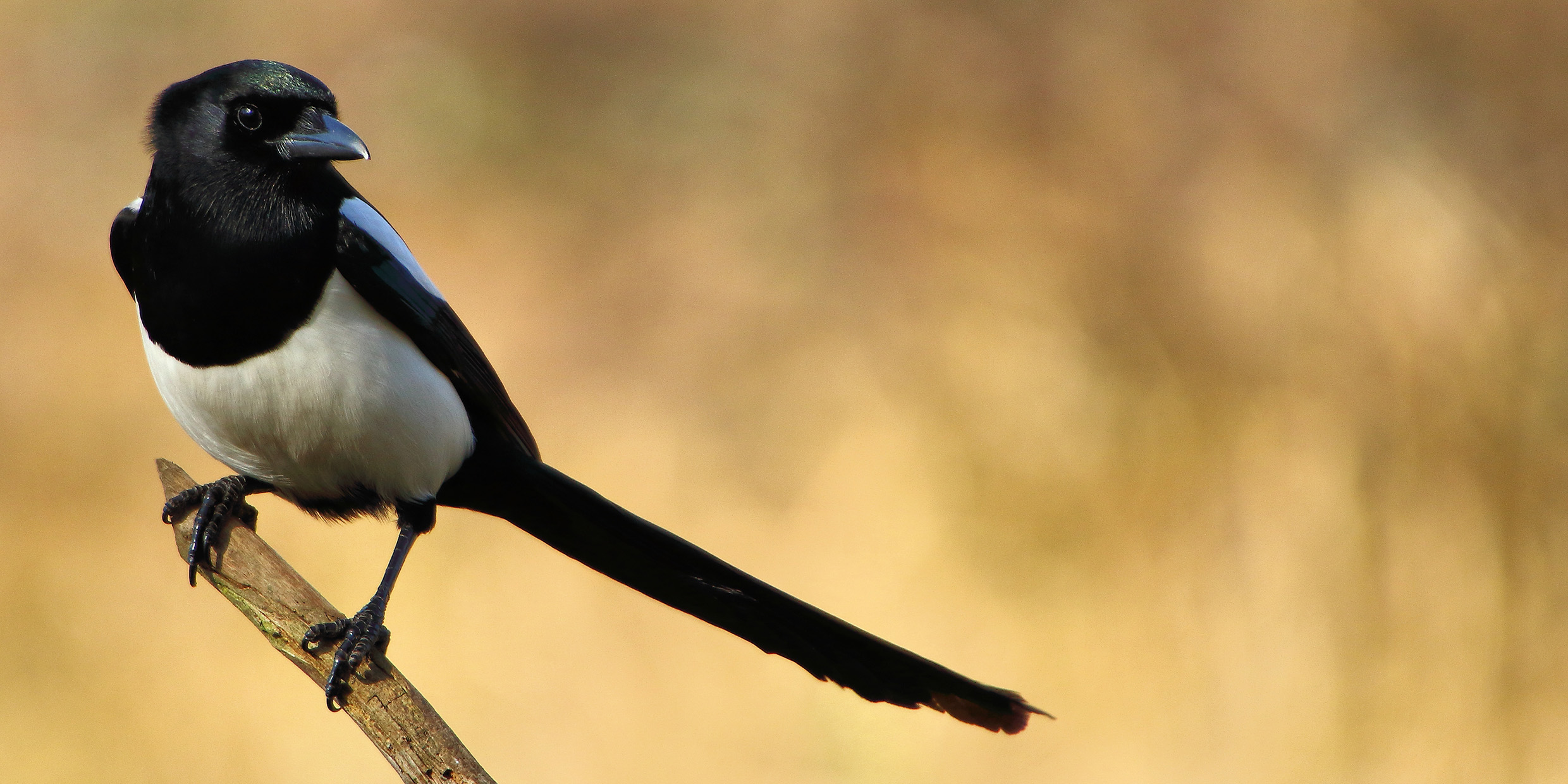 Photo of magpie