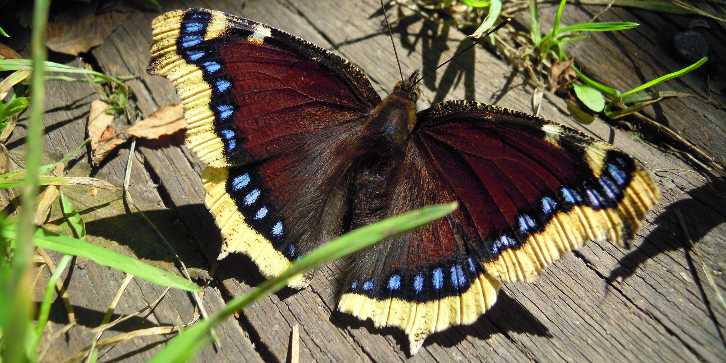 Photo of a mourning cloak butterfly