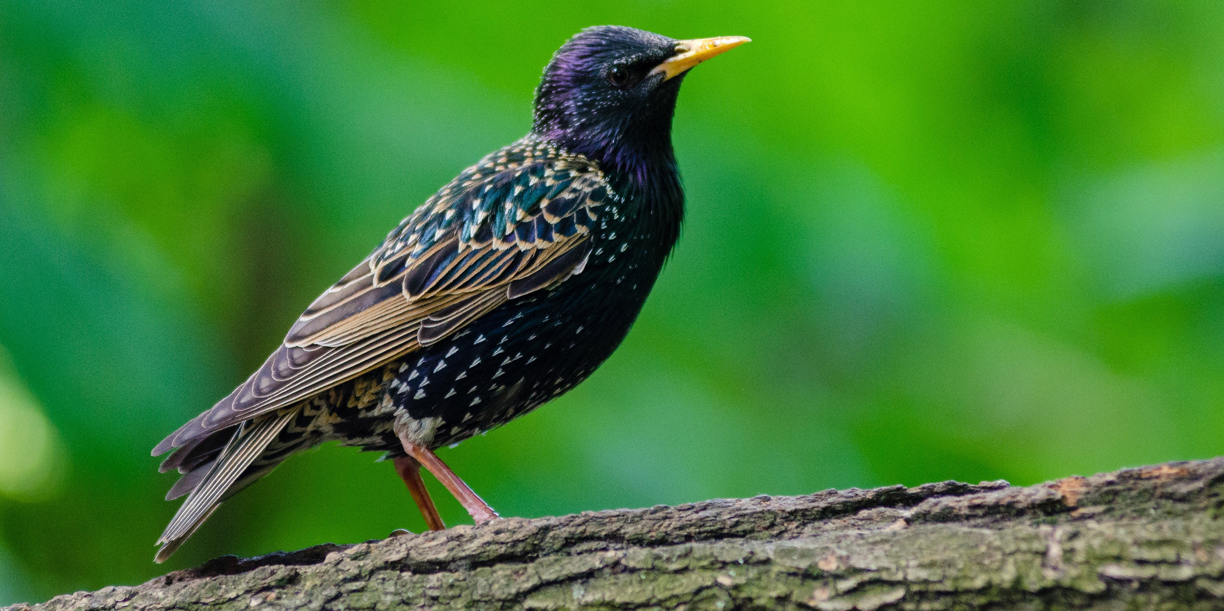 Starlings: from the sea to shining sea