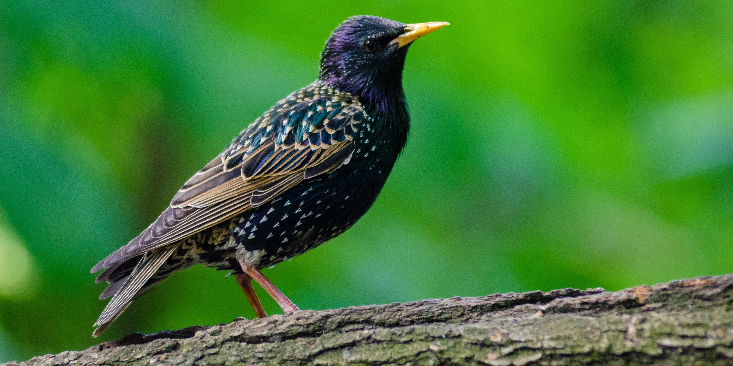 Photo of European Starling