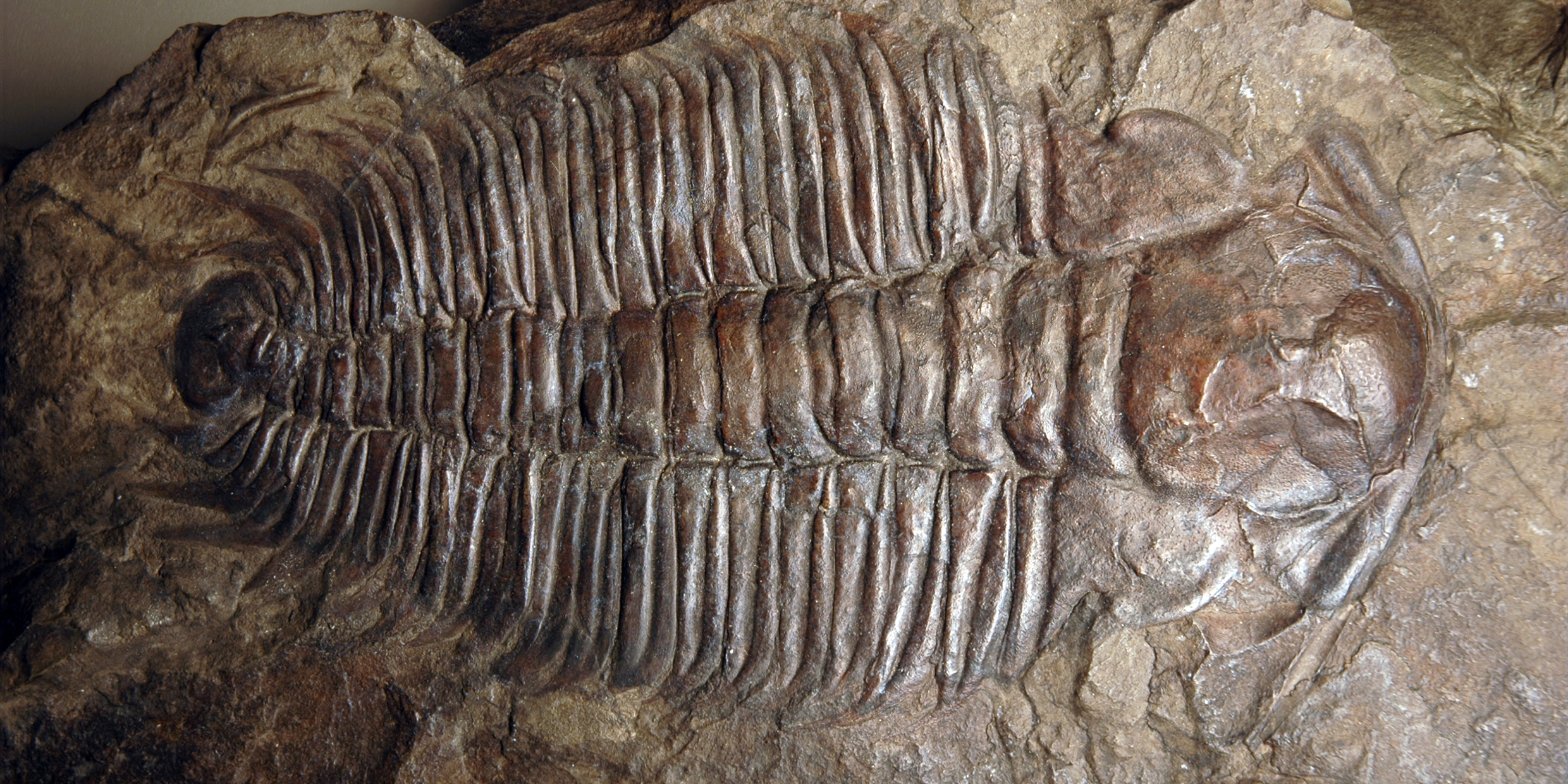 Image of fossil Paradoxides