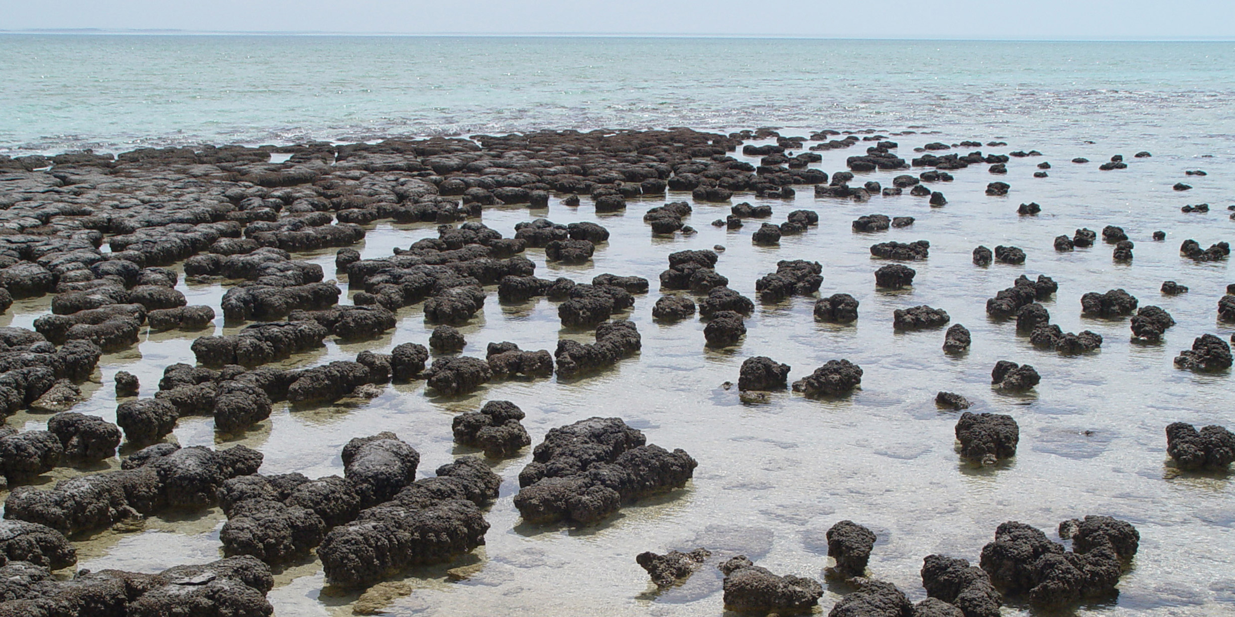 Image of stromatolites
