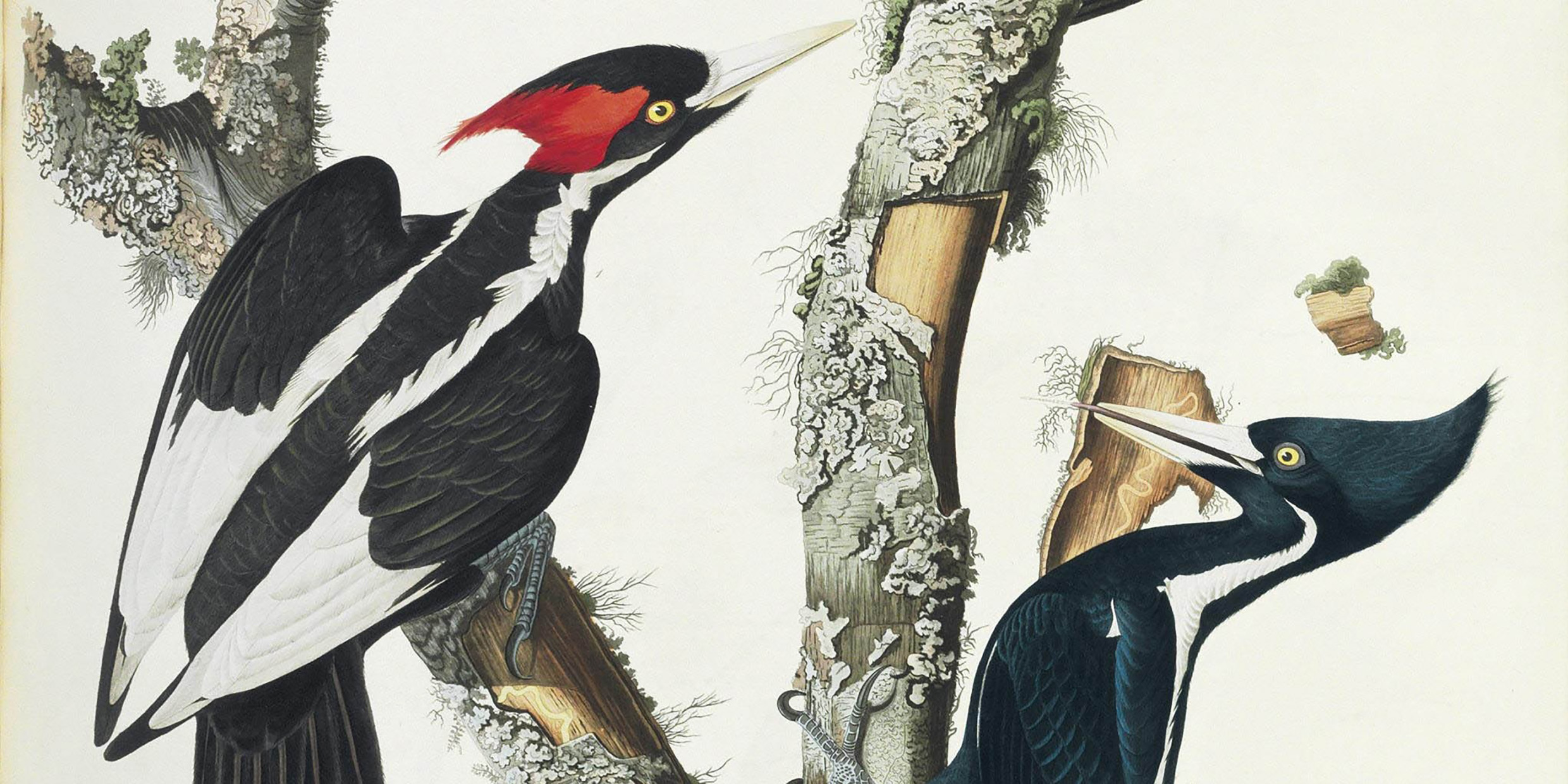 Painting of ivory-billed woodpeckers