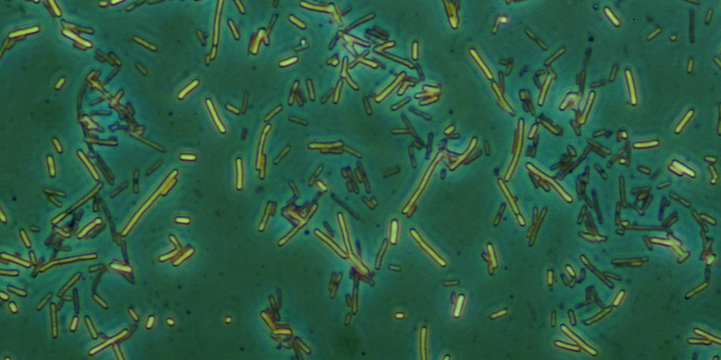 Image of bacteria