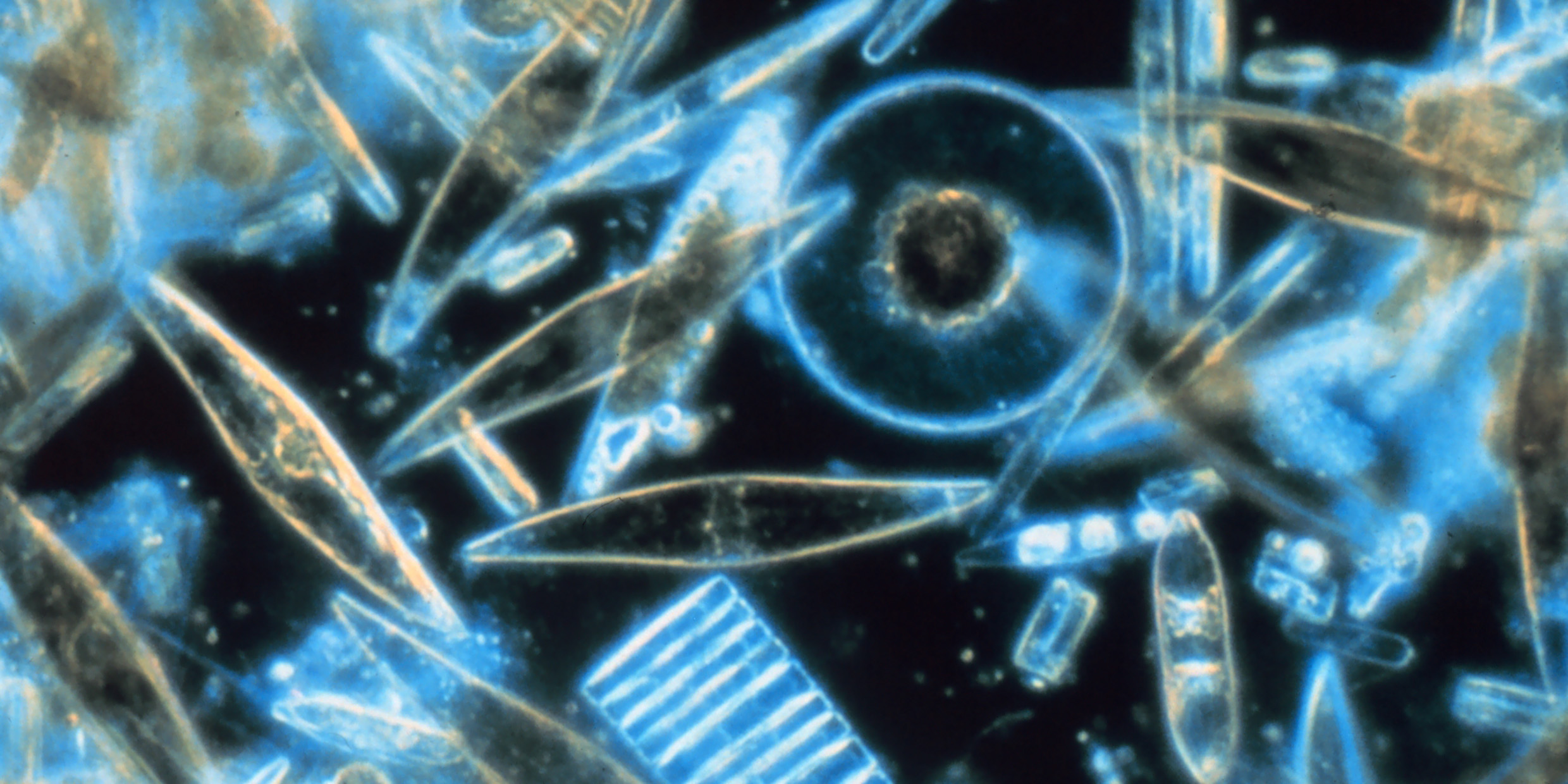 Image of microscopic diatoms