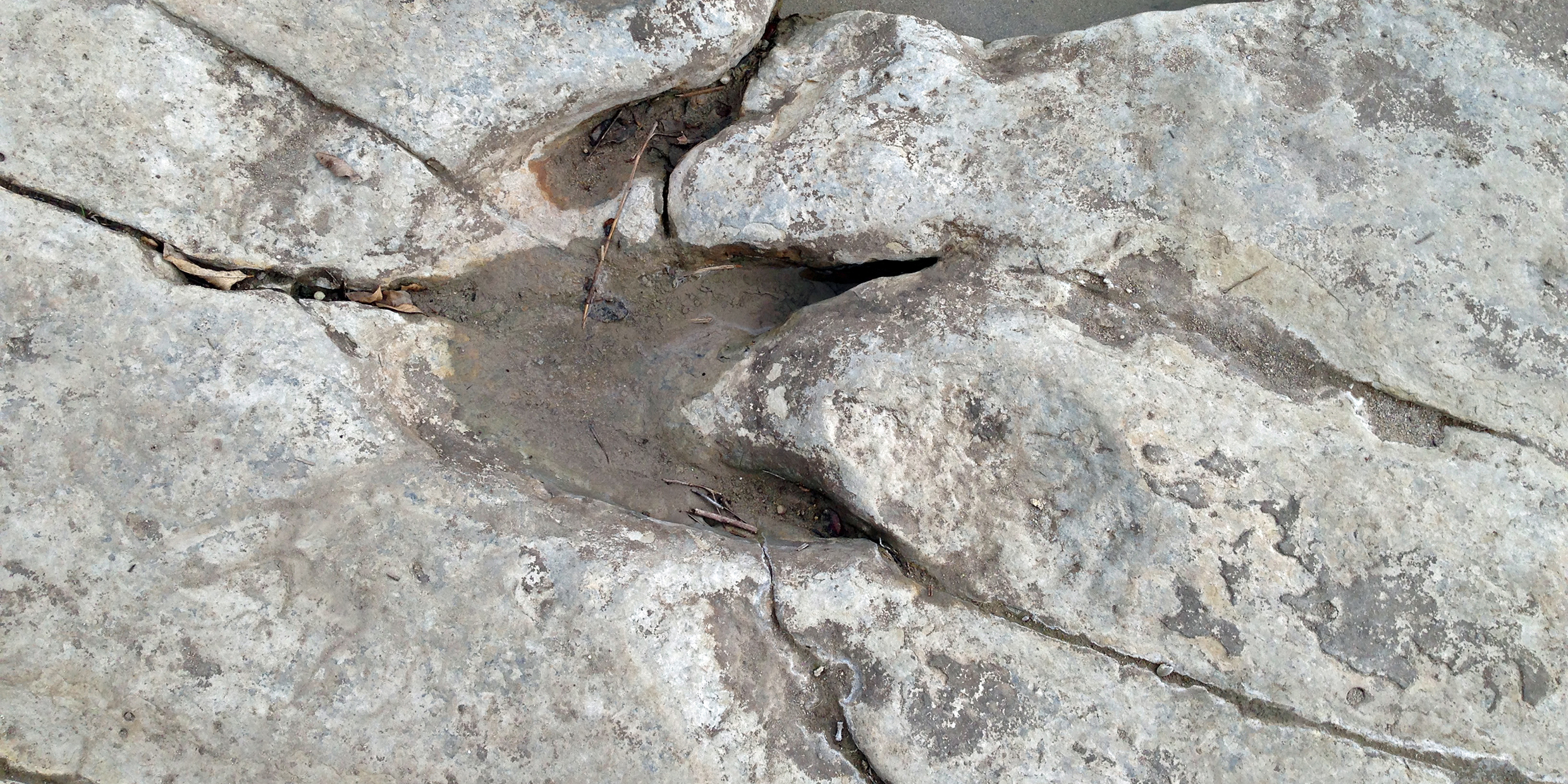 Image of dinosaur footprint