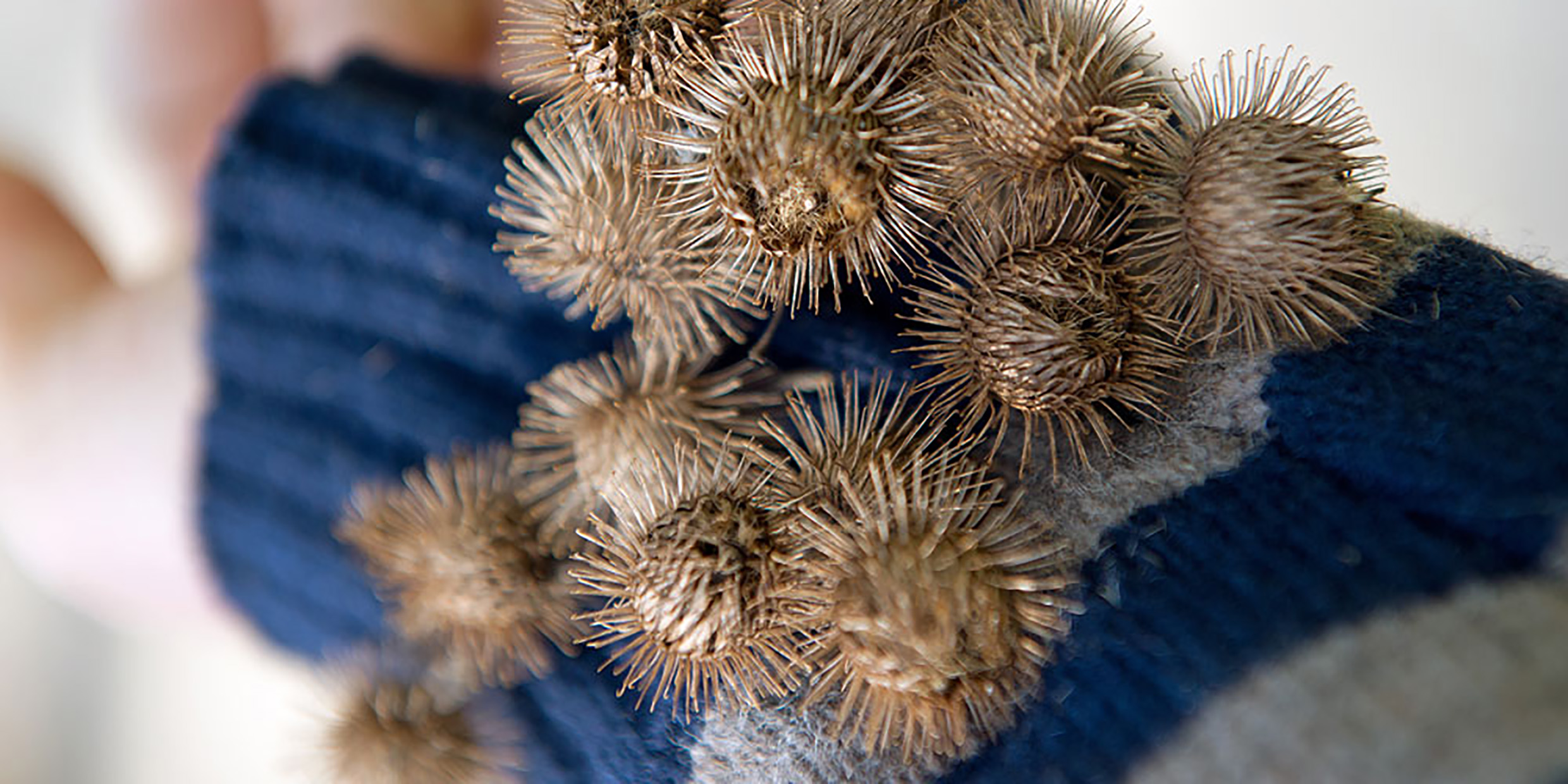 Image of burrs attached to sleeve