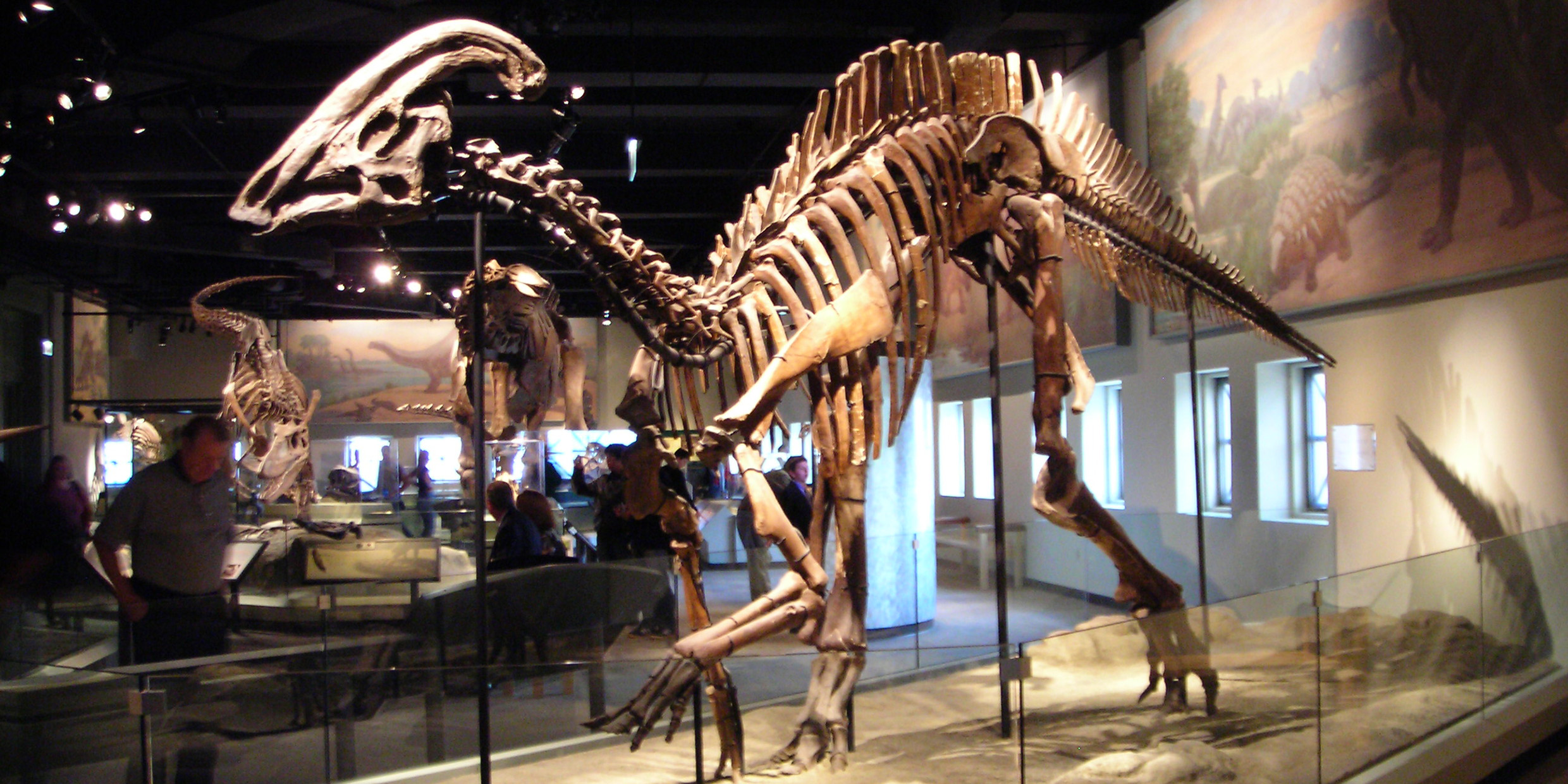Image of hadrosaur skeleton