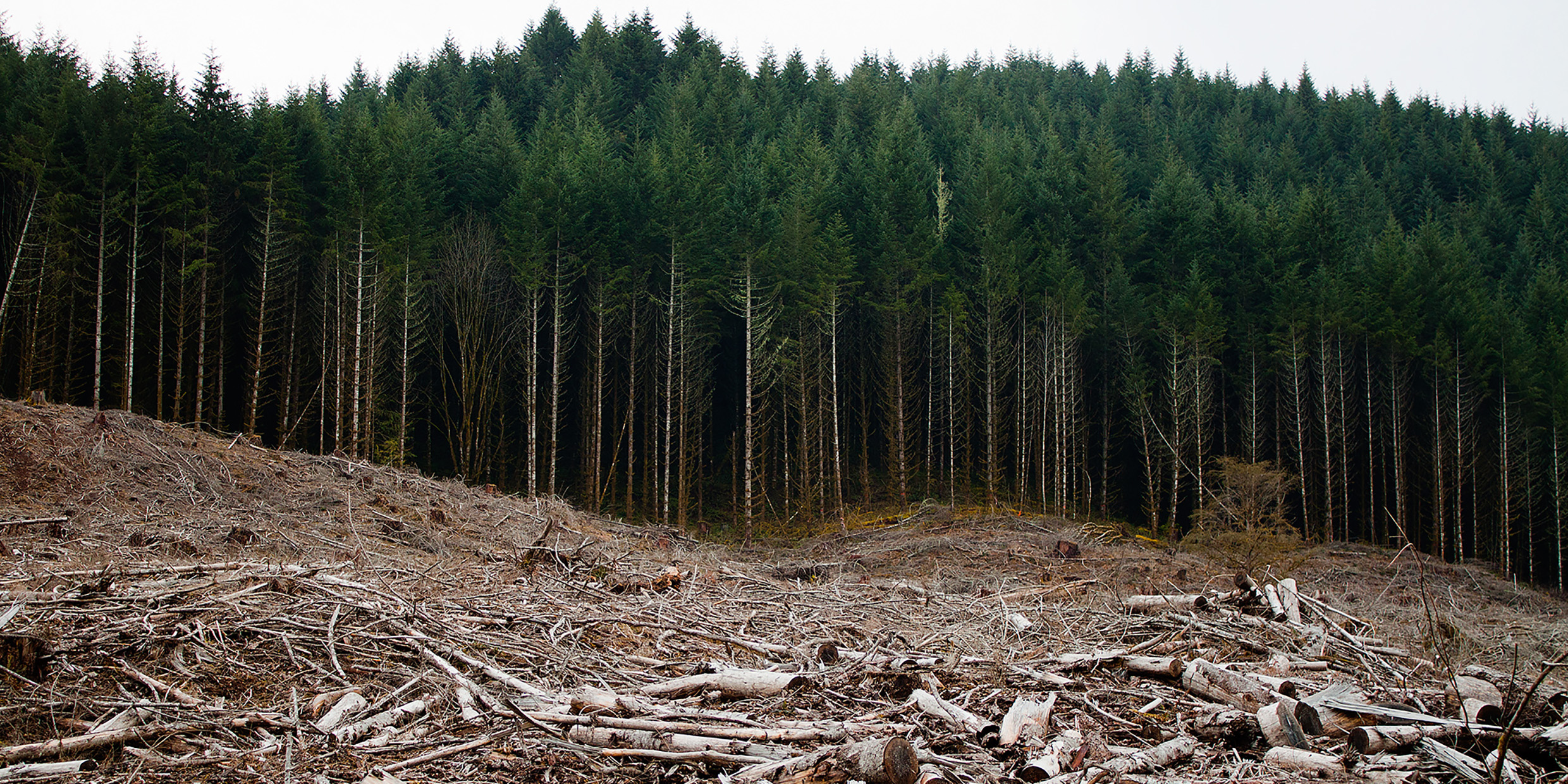 Image of clearcut forest