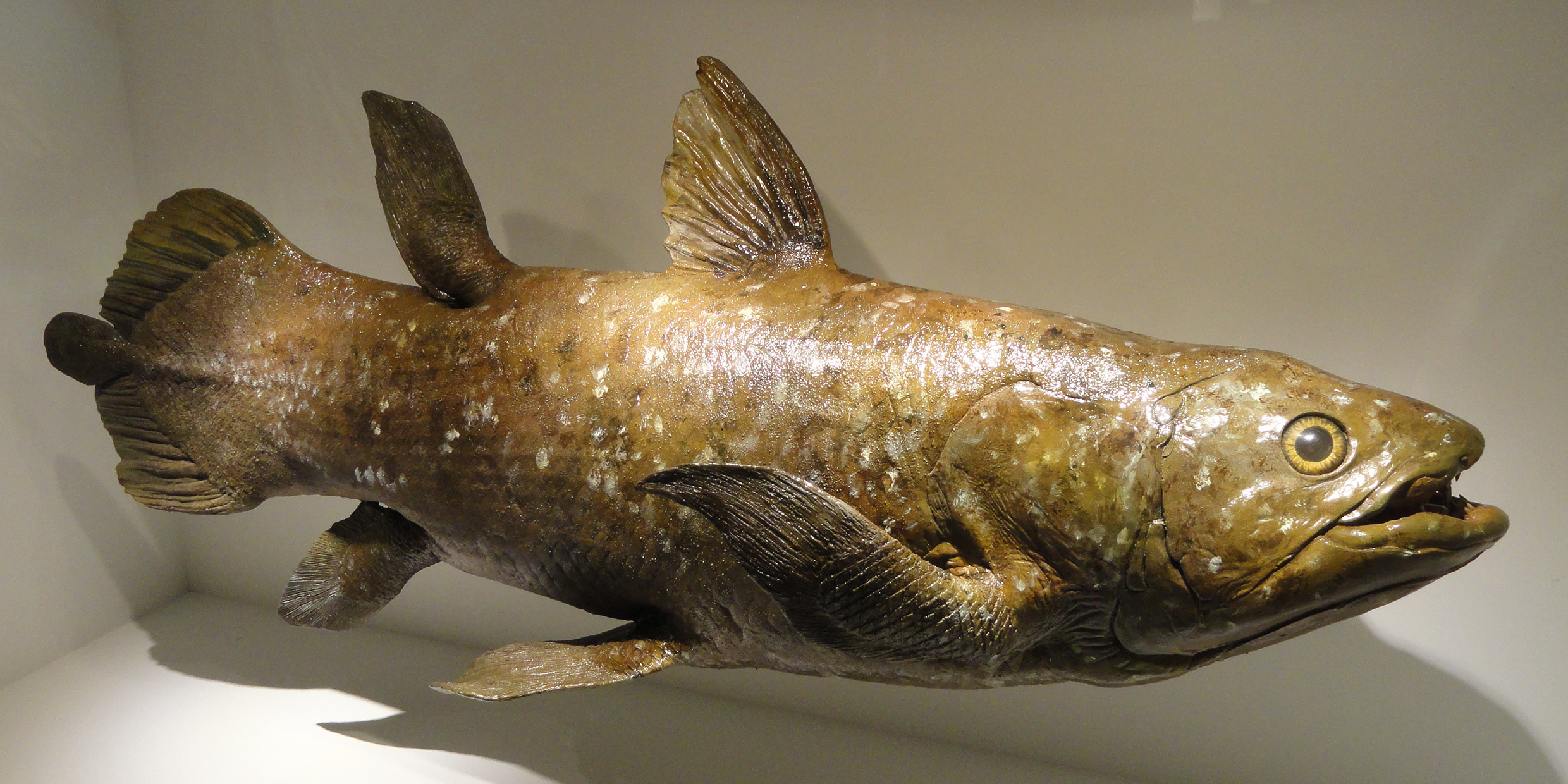 Image of coelacanth