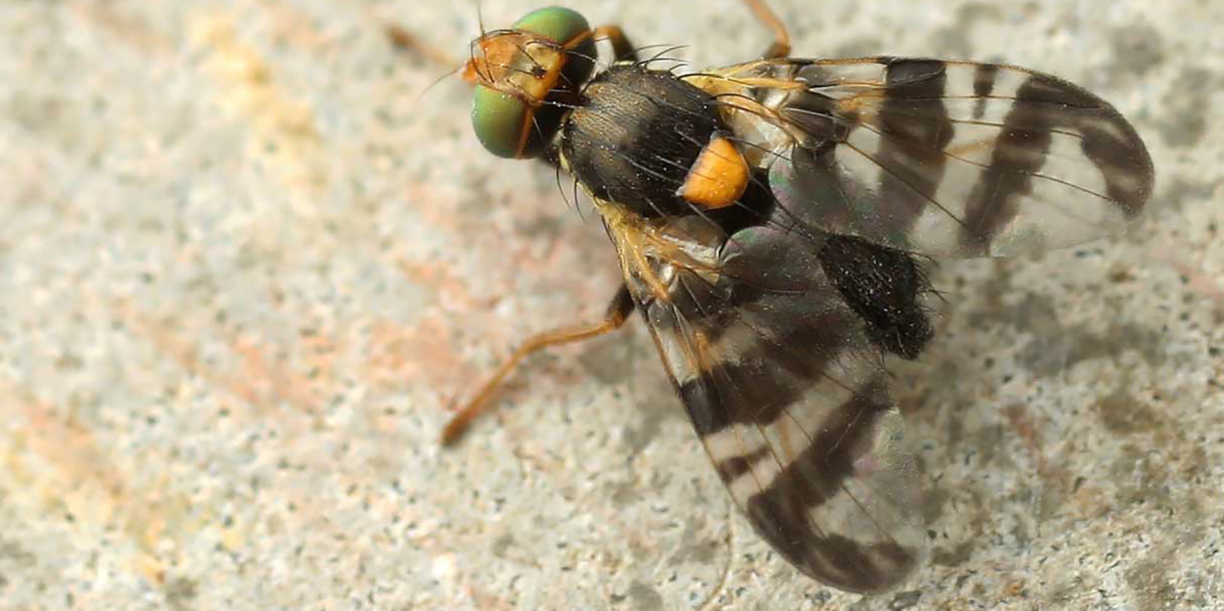 Image of Rhagoletis fly