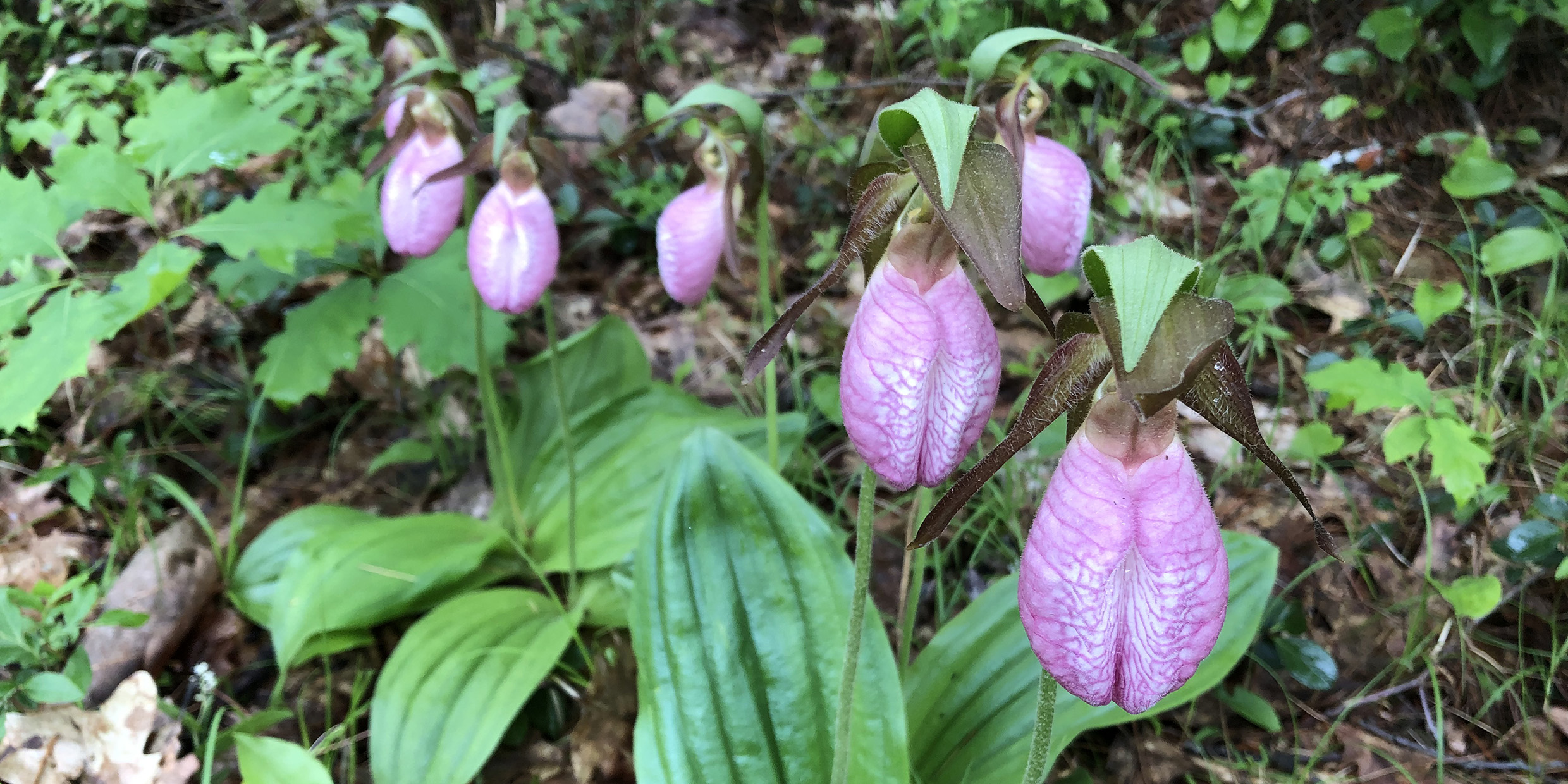 Image of pink lady's slipper
