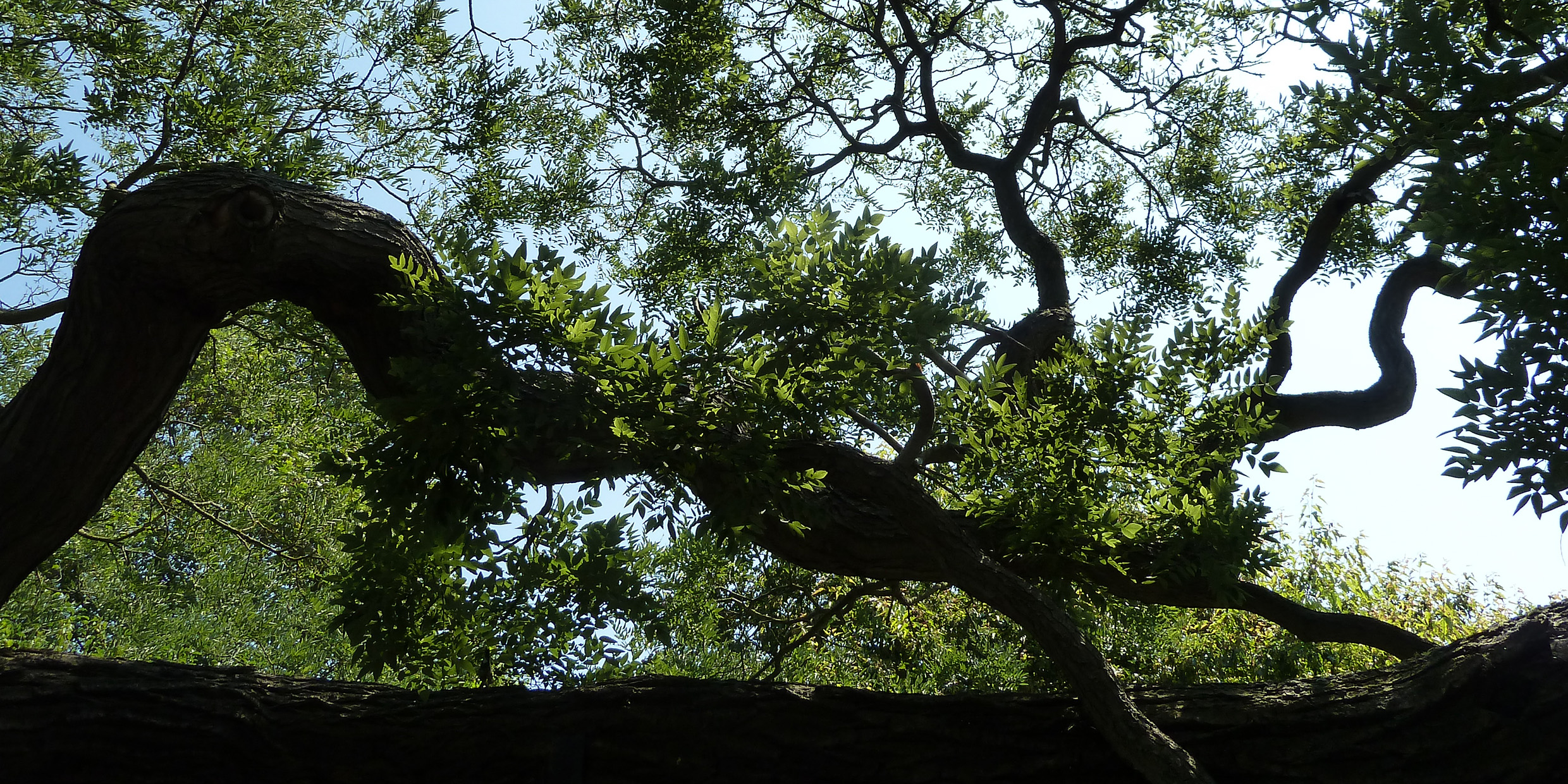 Image of tree at Kew Gardens