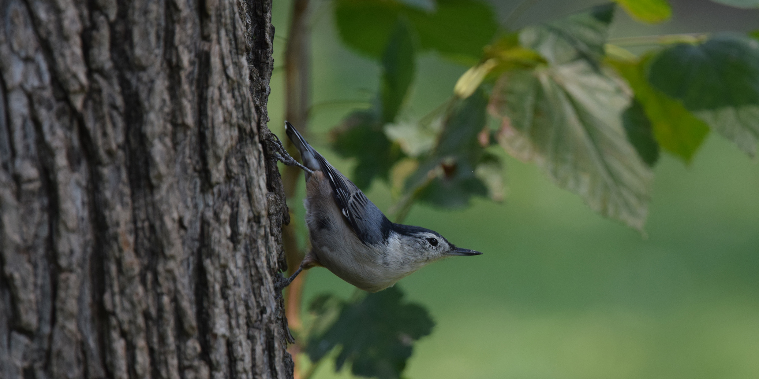 Image of nuthatch on tree