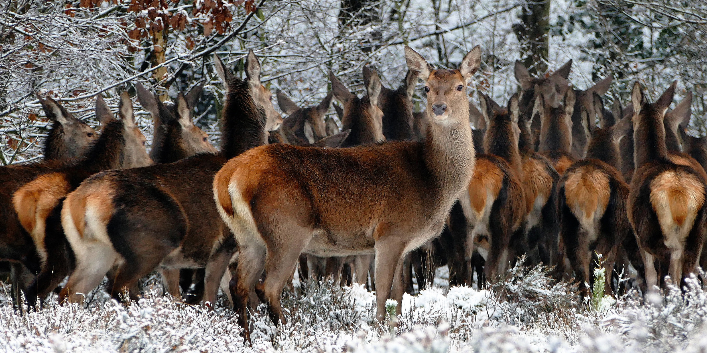 Image of deer herd