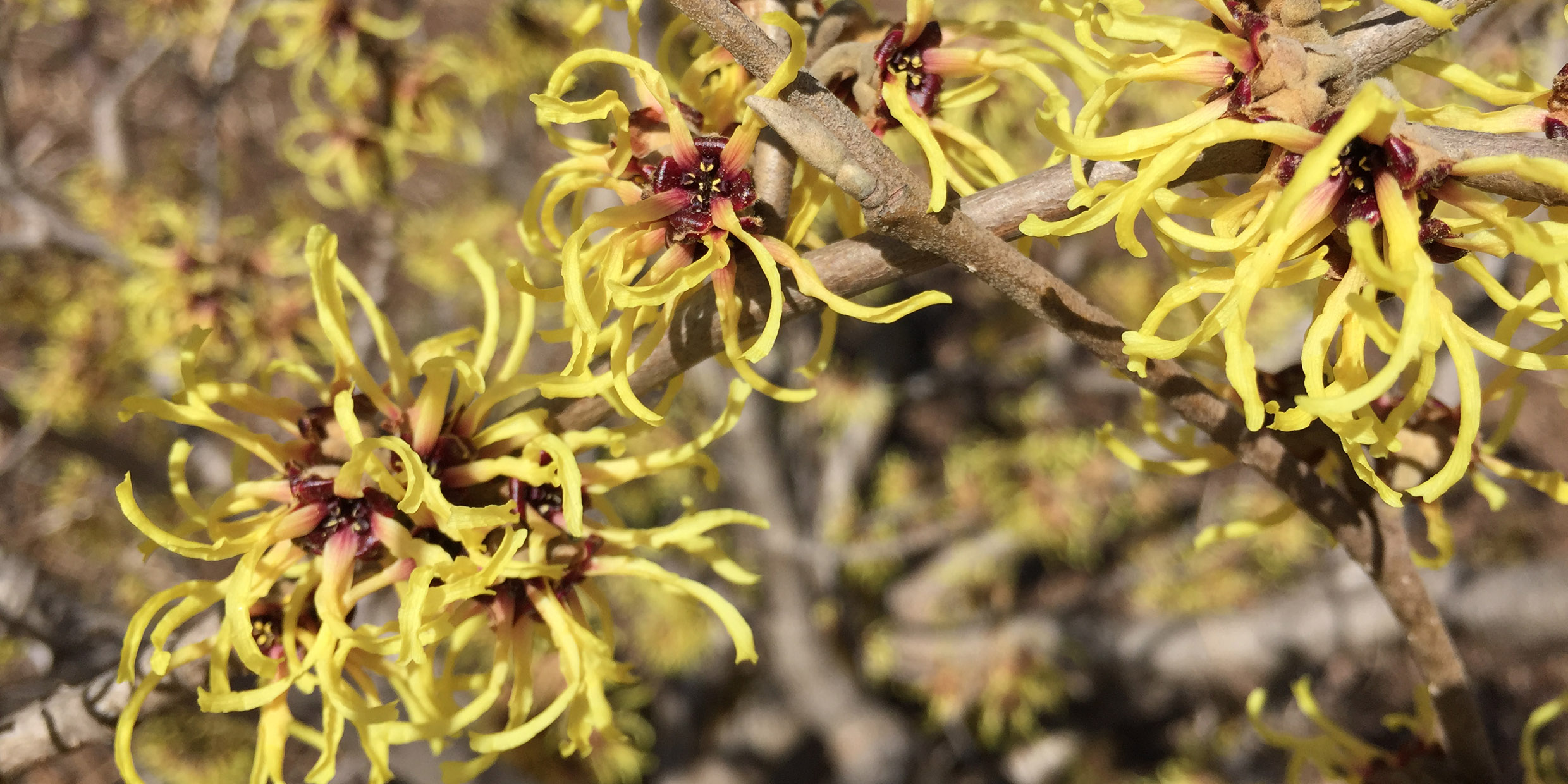 Image of witch hazel blossoms