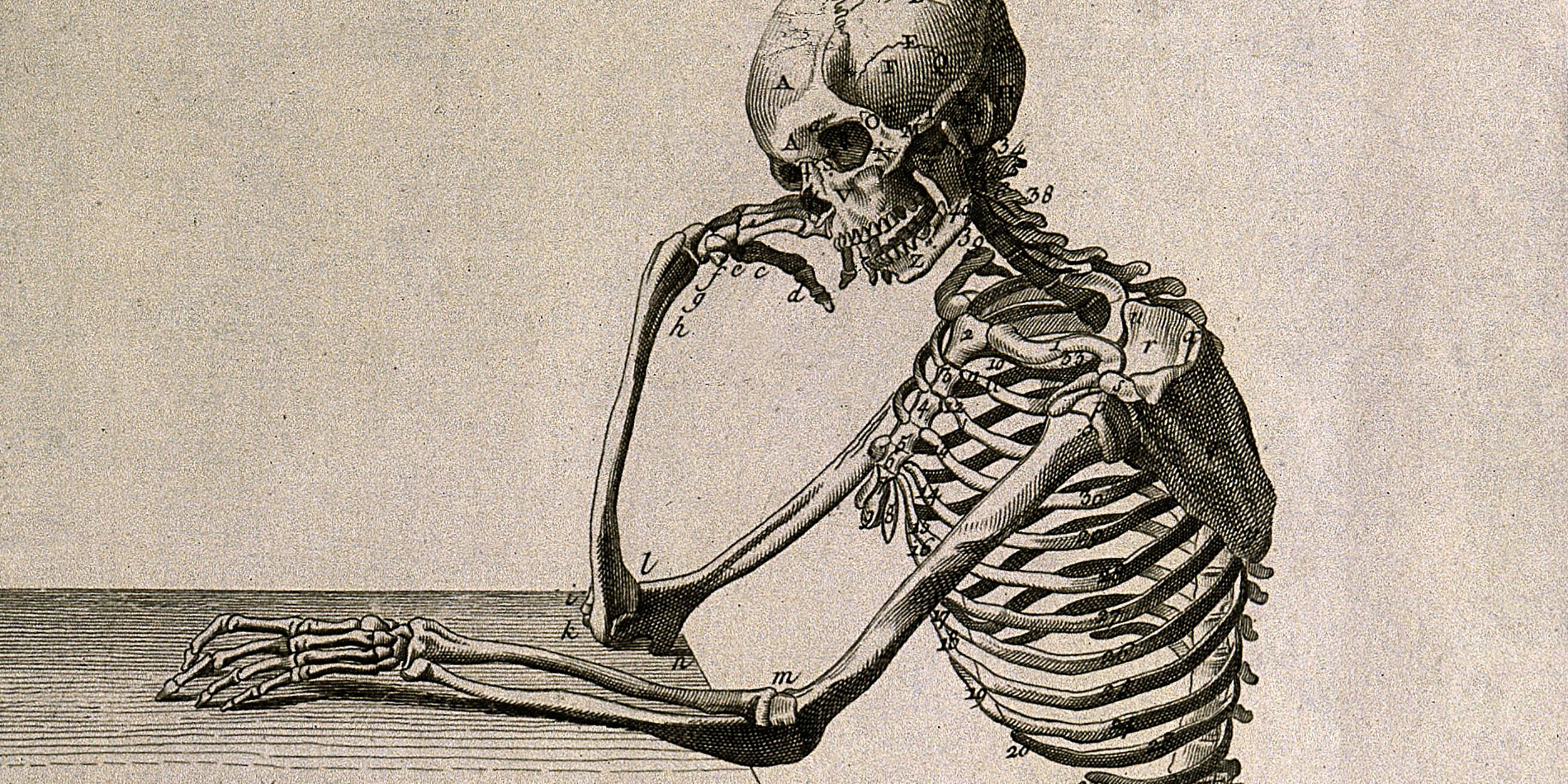 Engraving of human skeleton