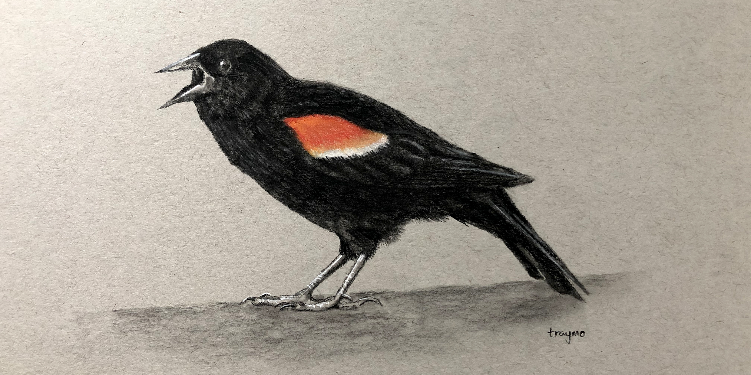 Illustration of red-winged blackbird