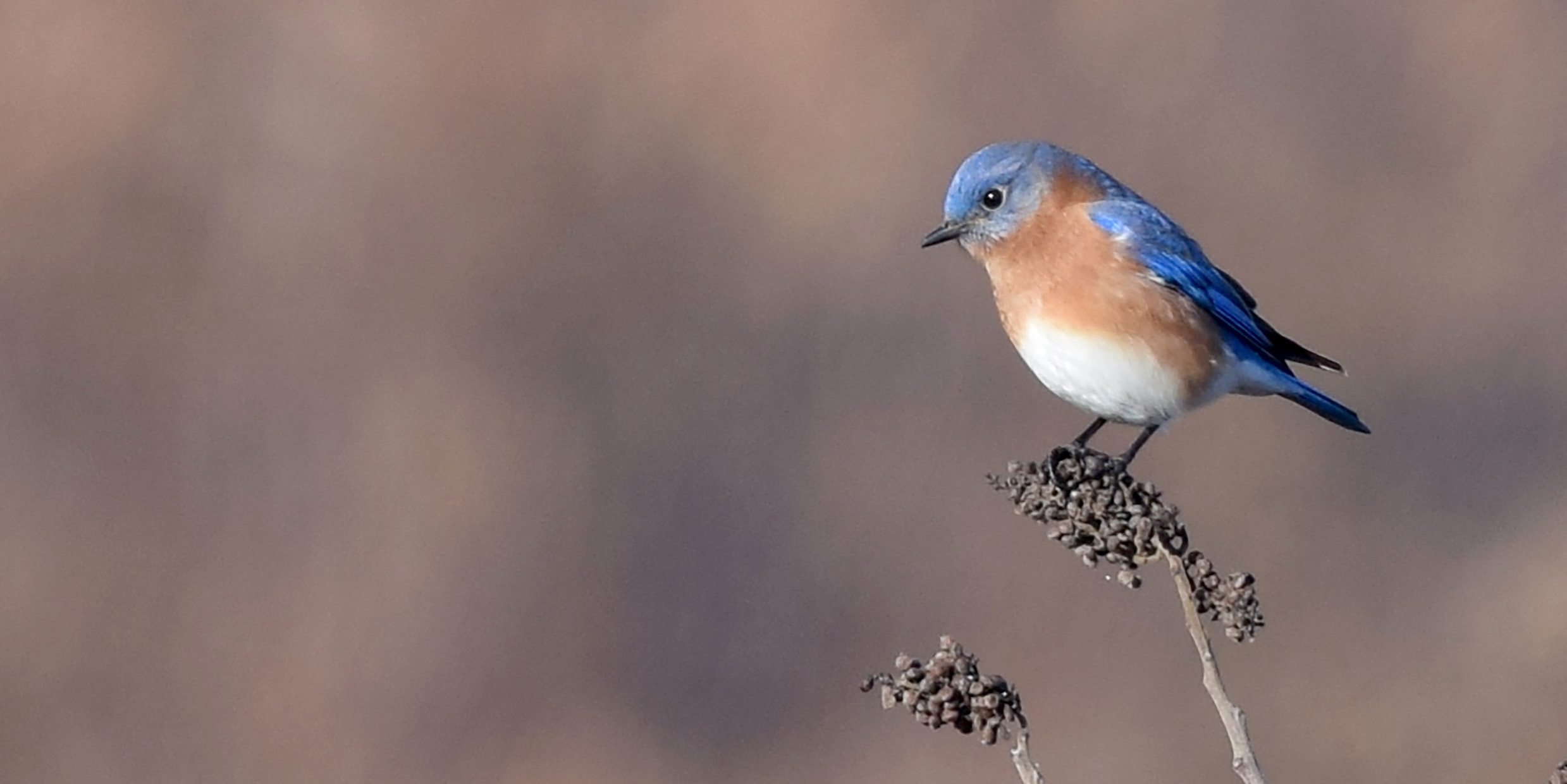 Bluebirds back home