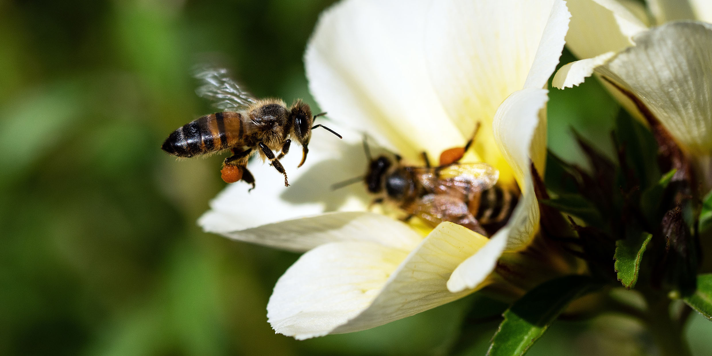 Image of bee on flower