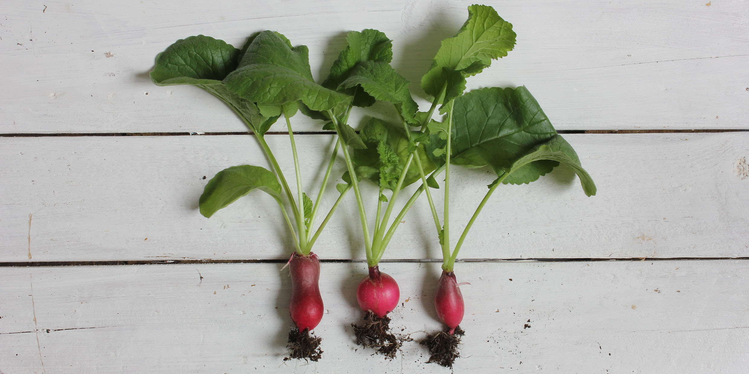 Image of radishes