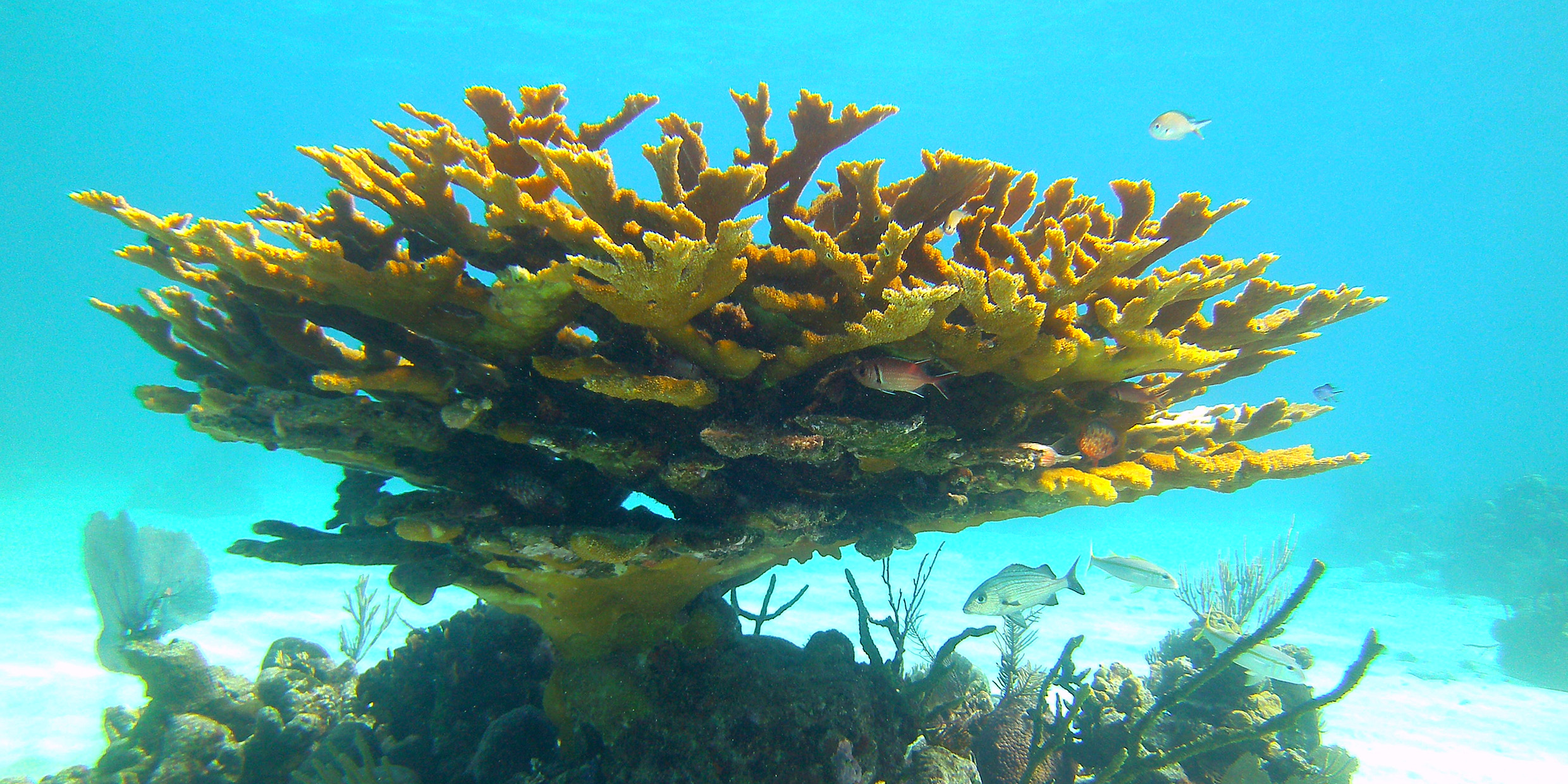 Image of coral reef