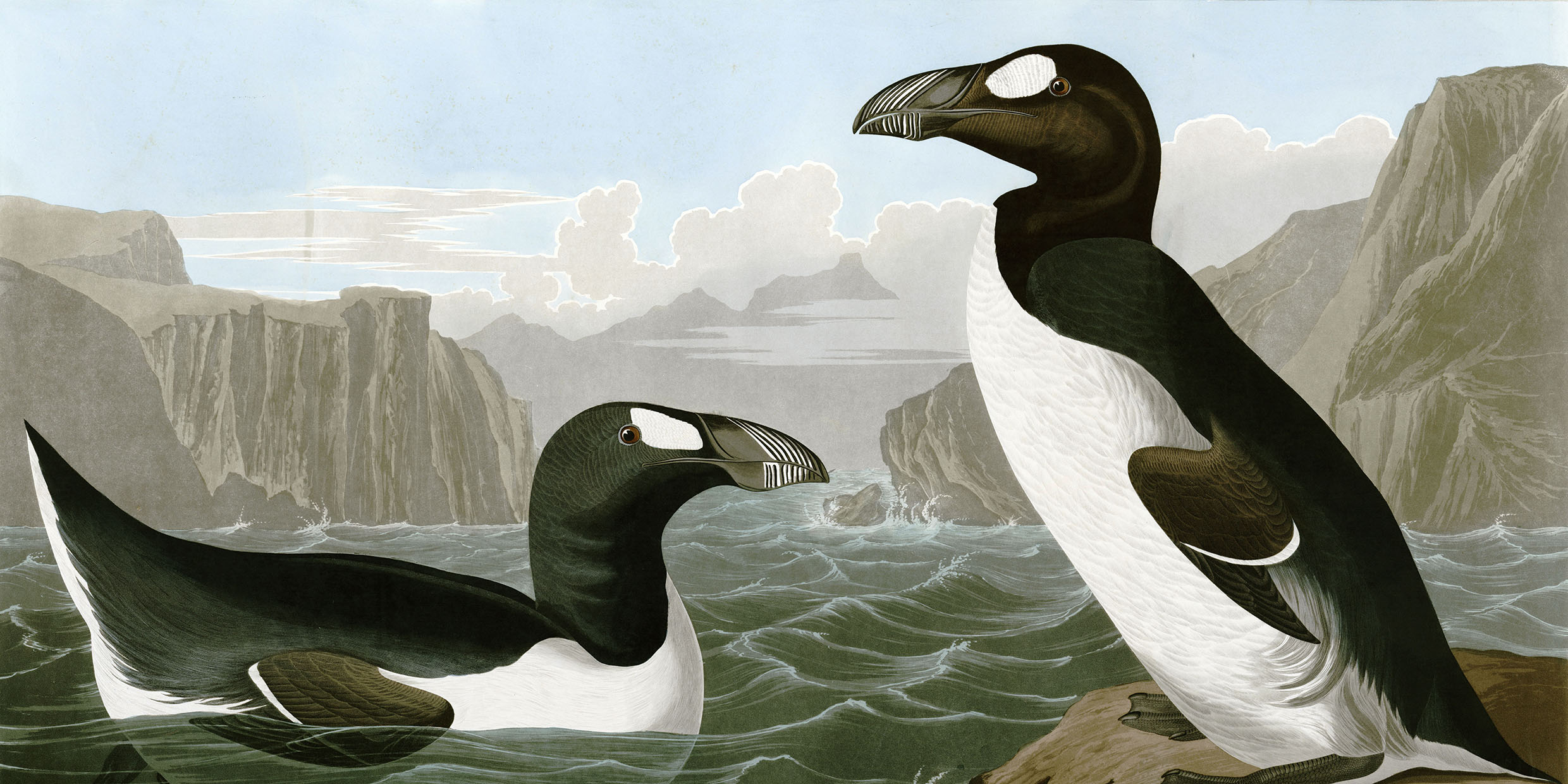 Painting of great auk