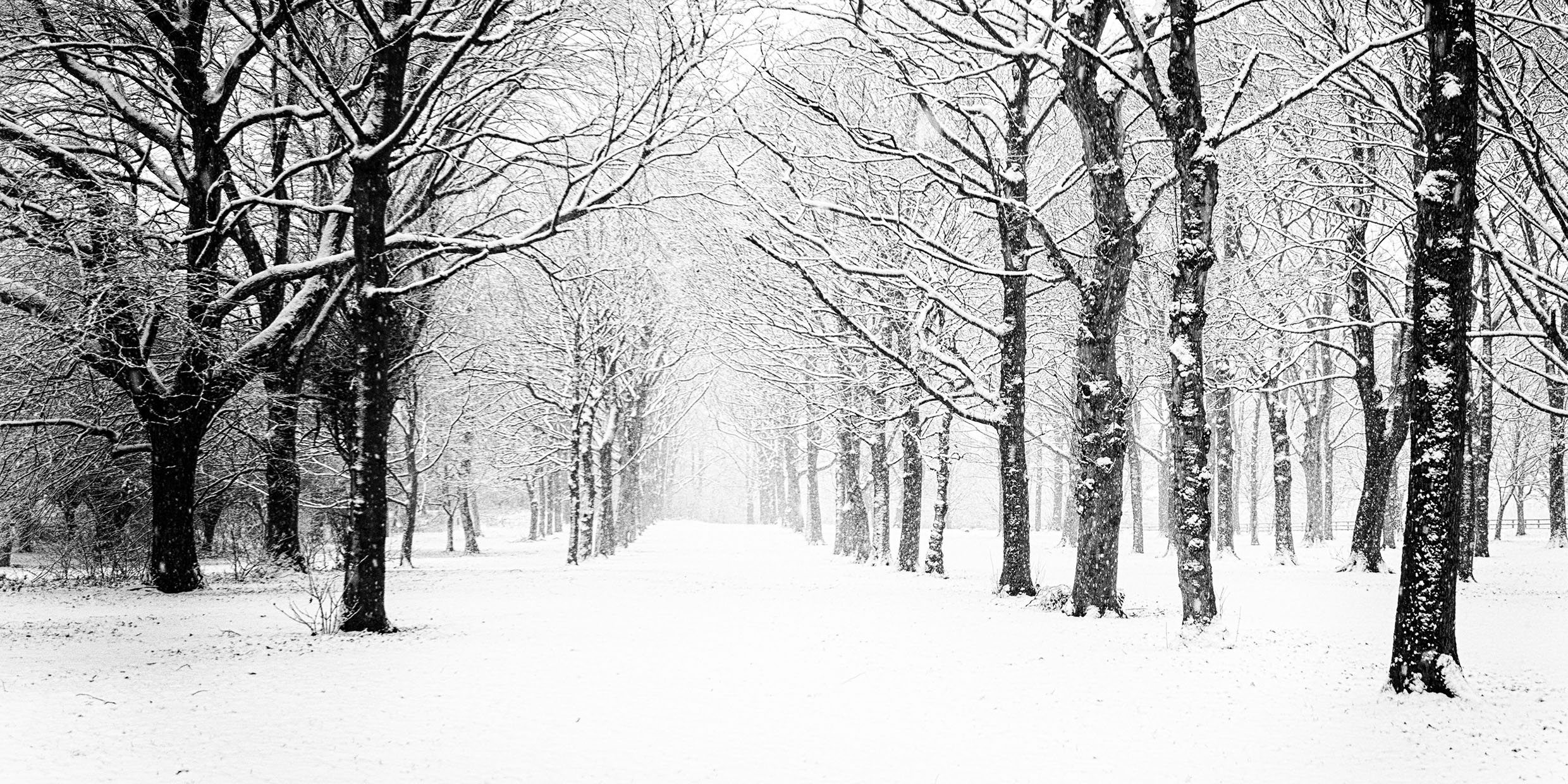 Image of forest in winter