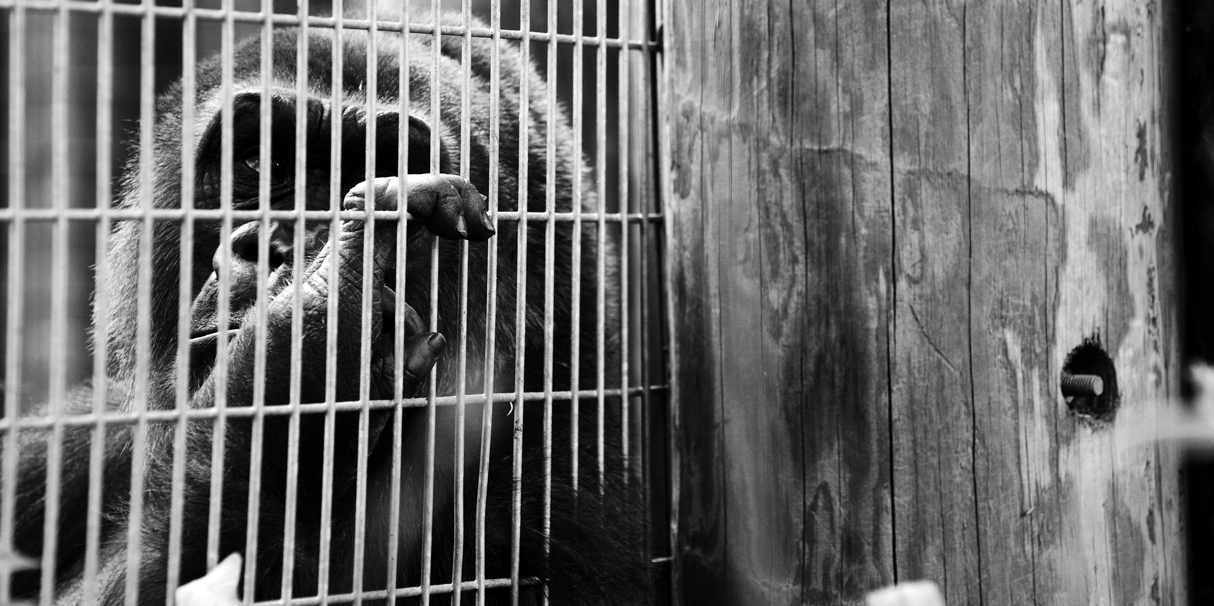 Image of gorilla in captivity