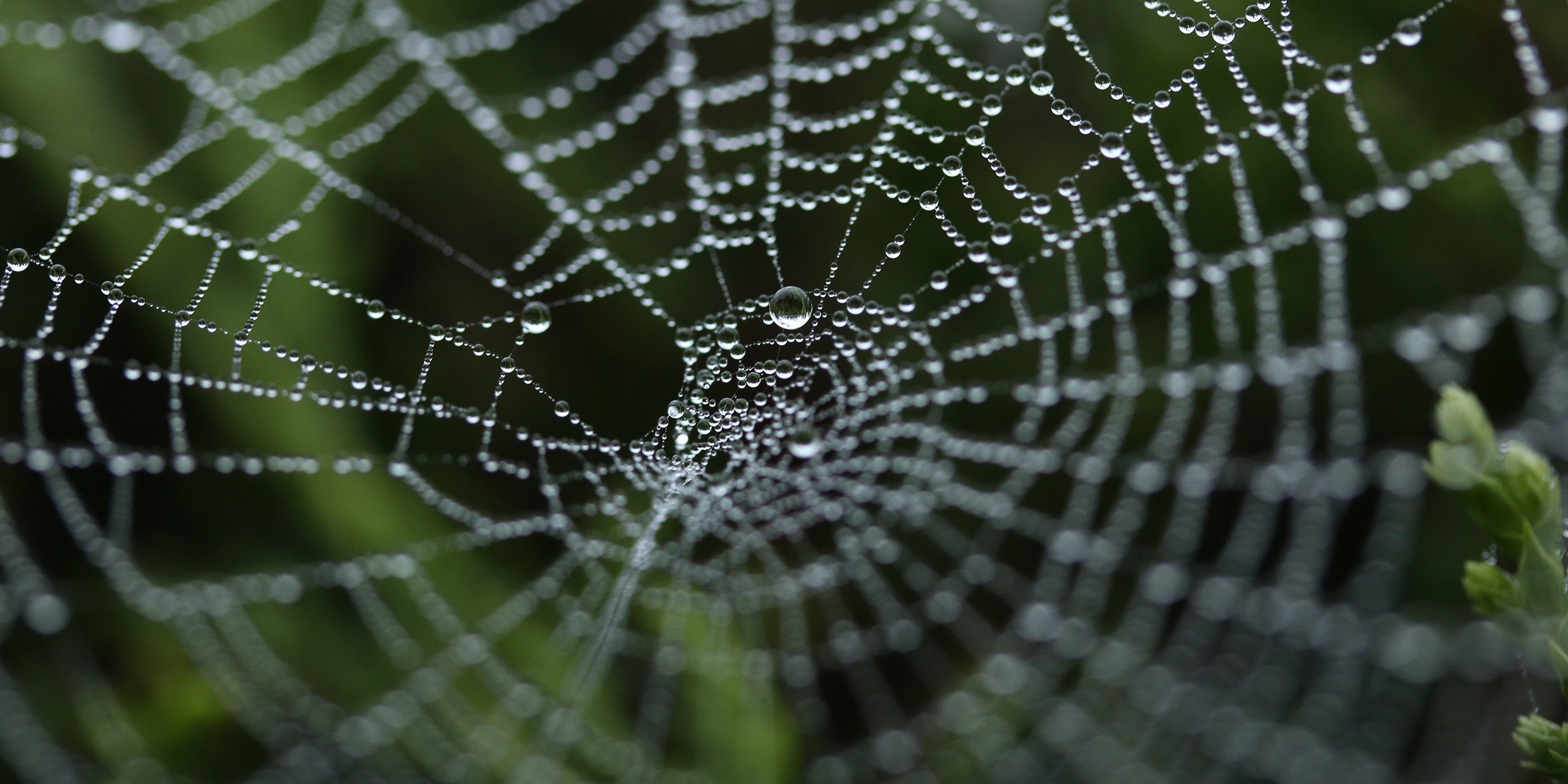 Image of spider web