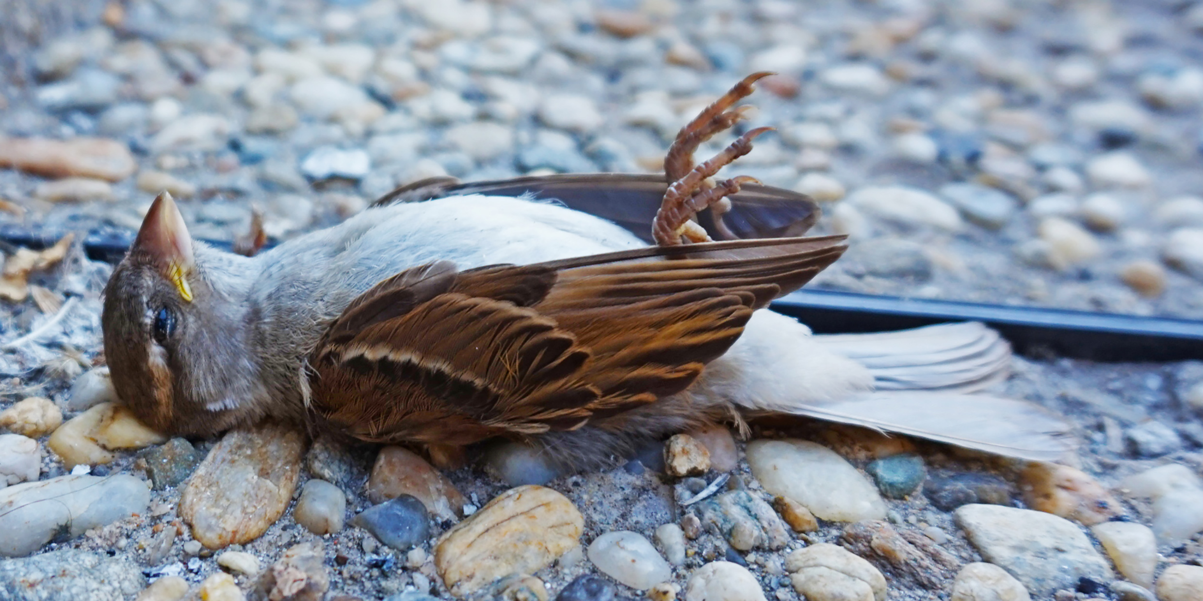 Image of dead bird lying on ground