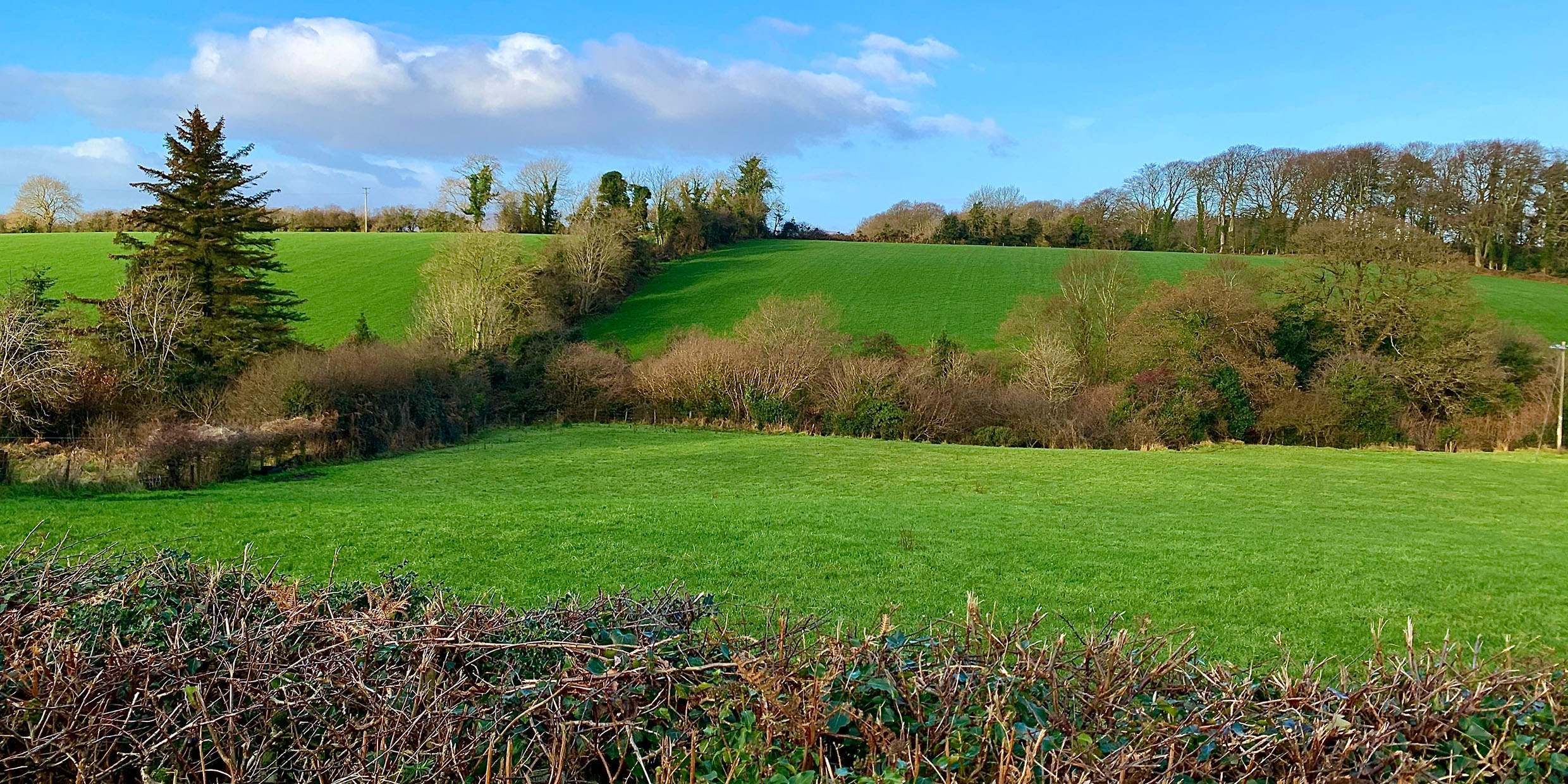 The demise of the hedgerow