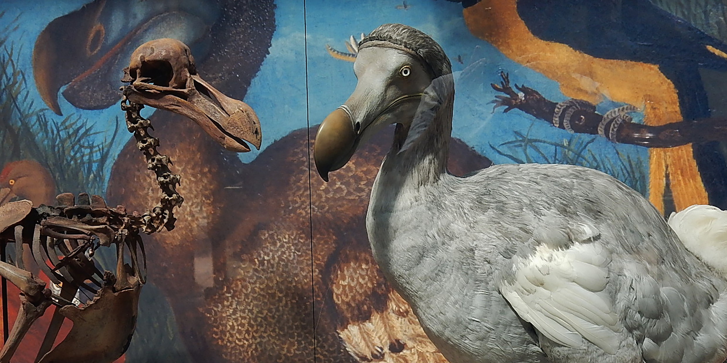 Image of a dodo bird