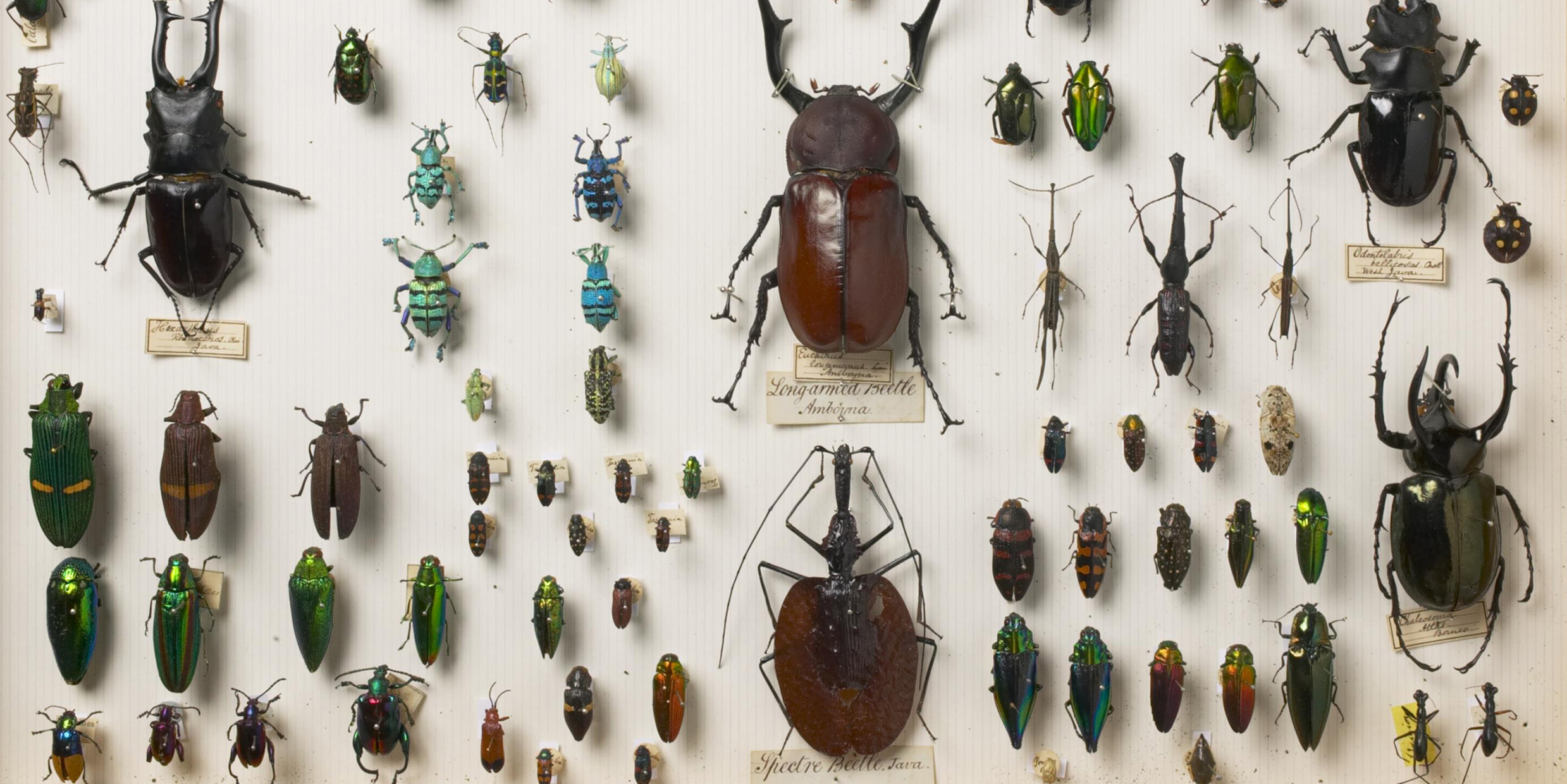 Image of beetle collection