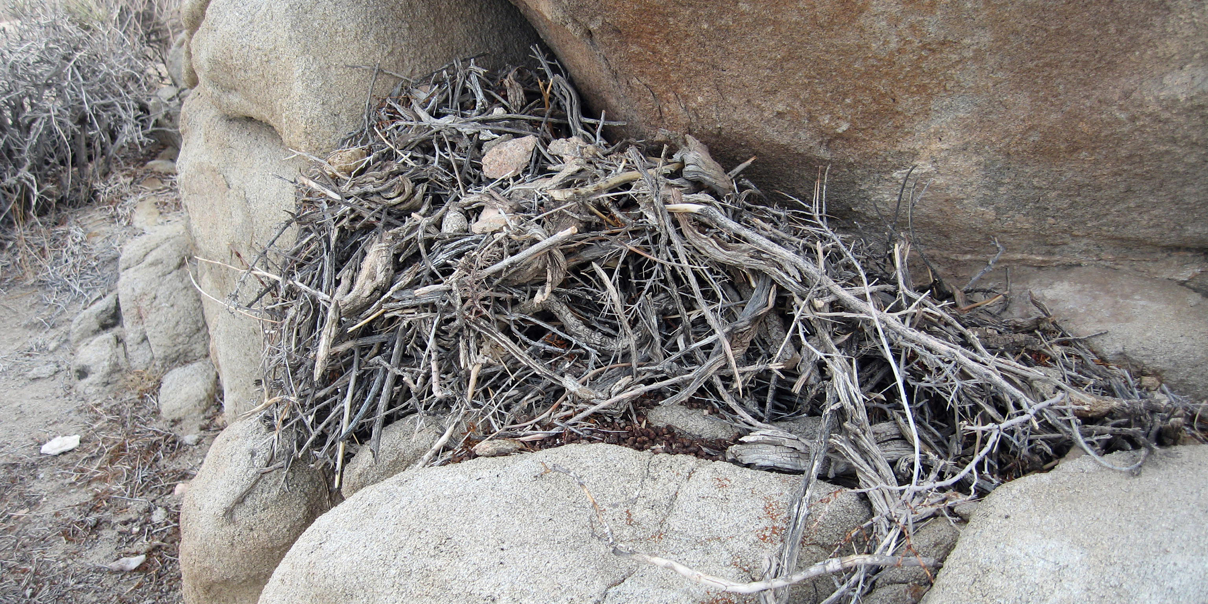 Image of packrat midden