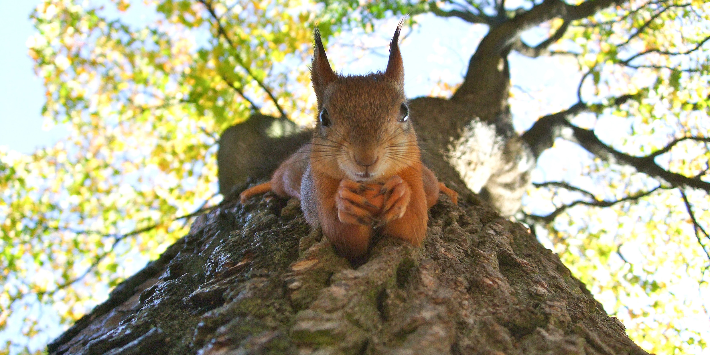 Image of squirrel in tree
