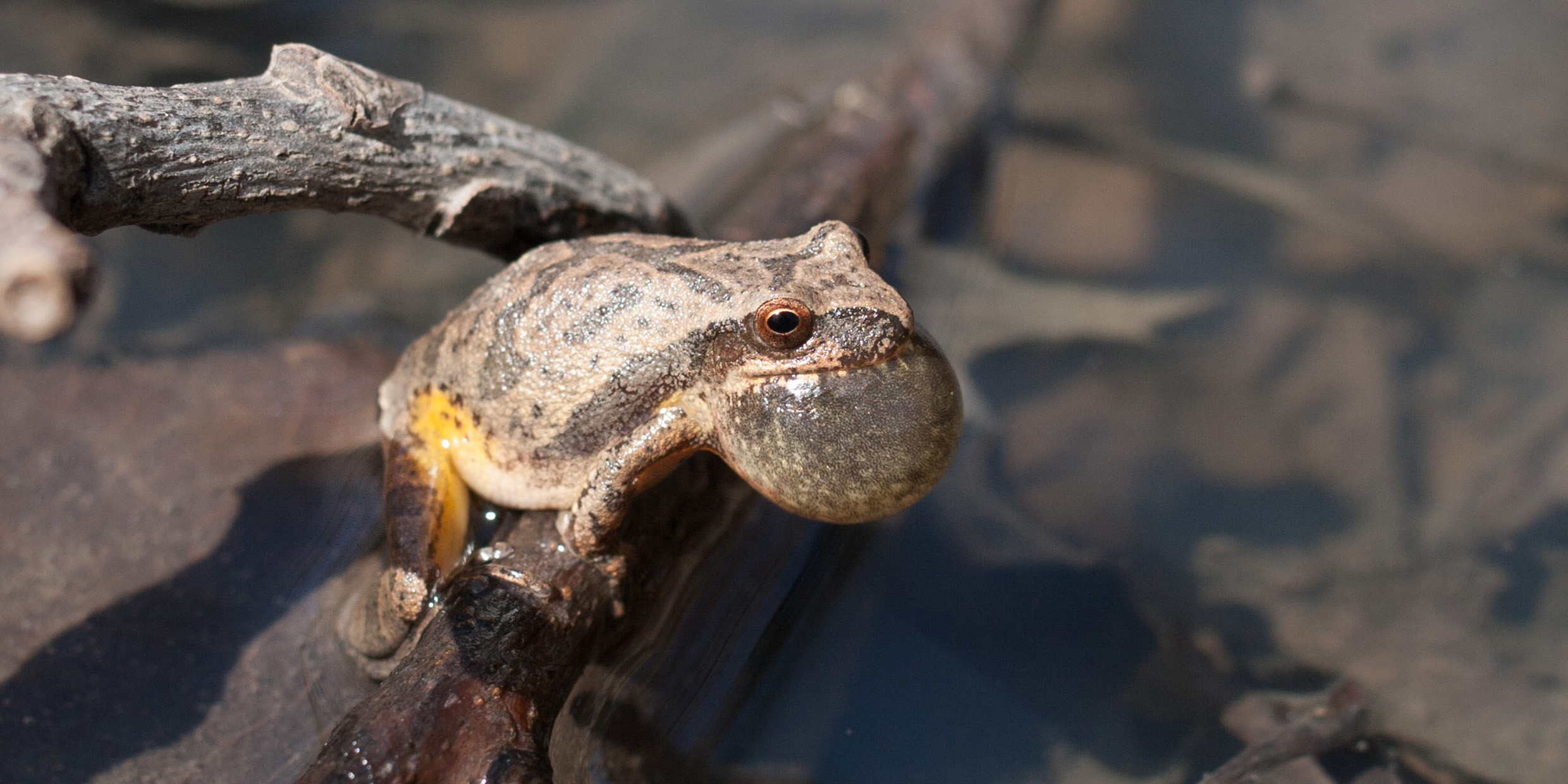 Image of small frog with inflated air sac