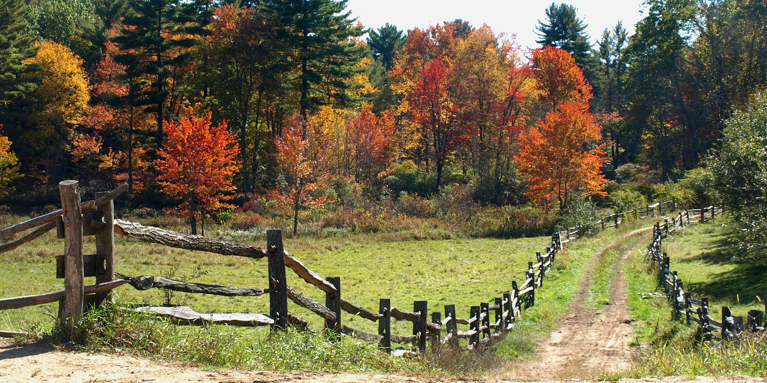 Image of New England woodland
