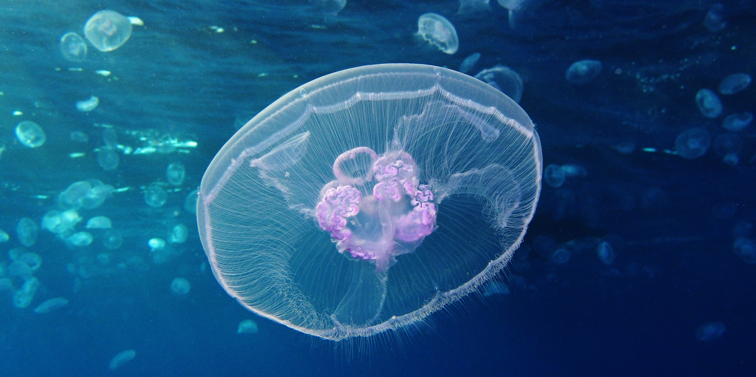 Image of jellyfish floating underwater