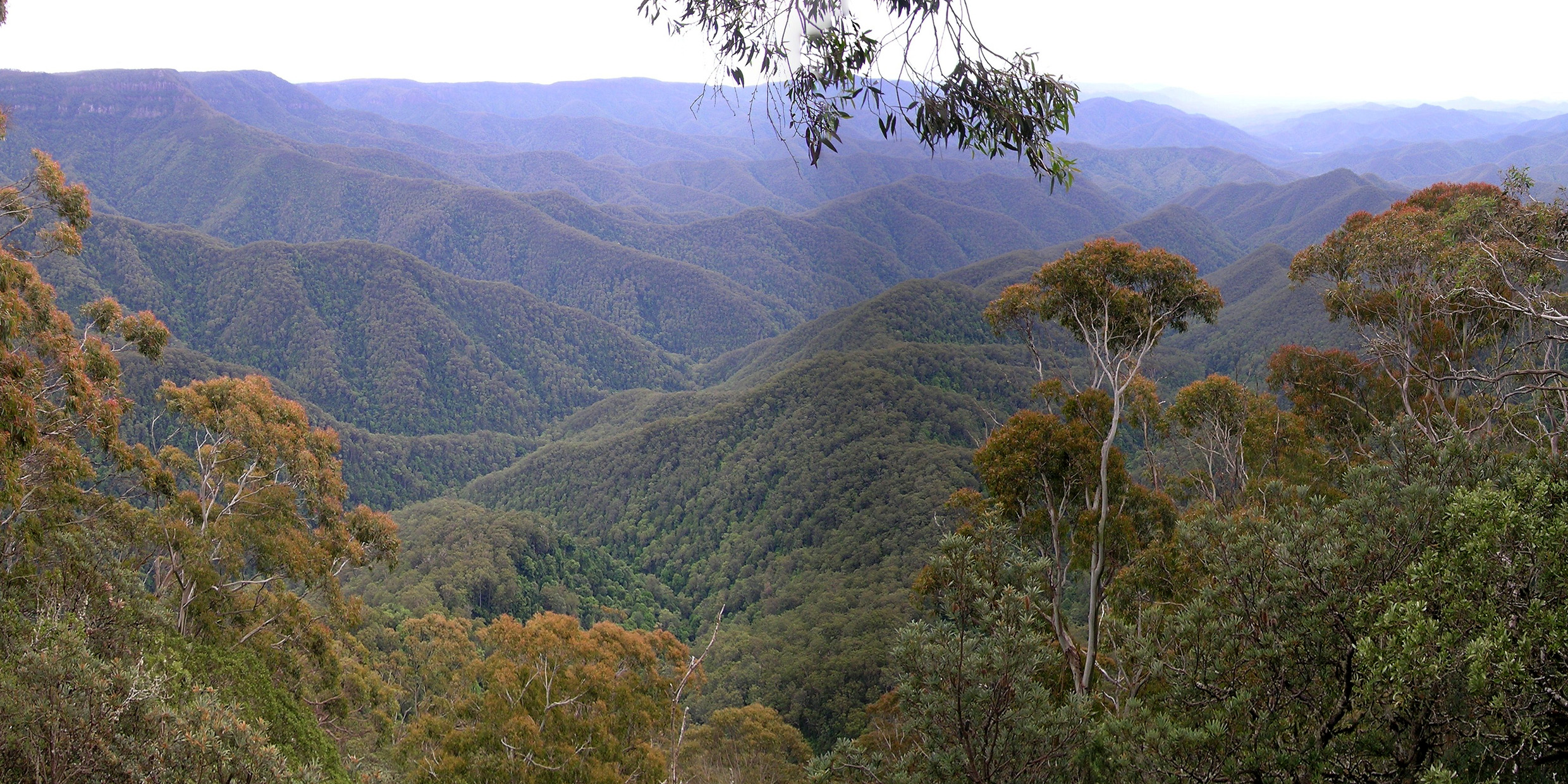 Image of Gondwana rainforest in present day Australia