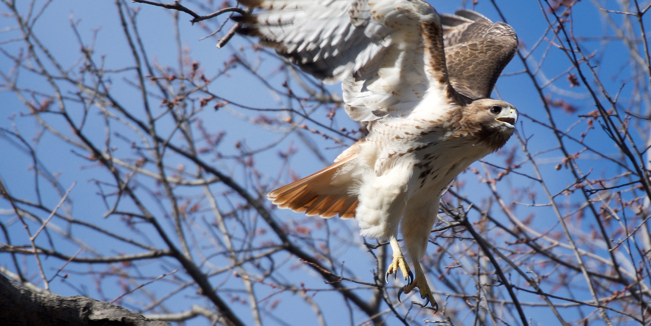 Image of a red-tailed hawk