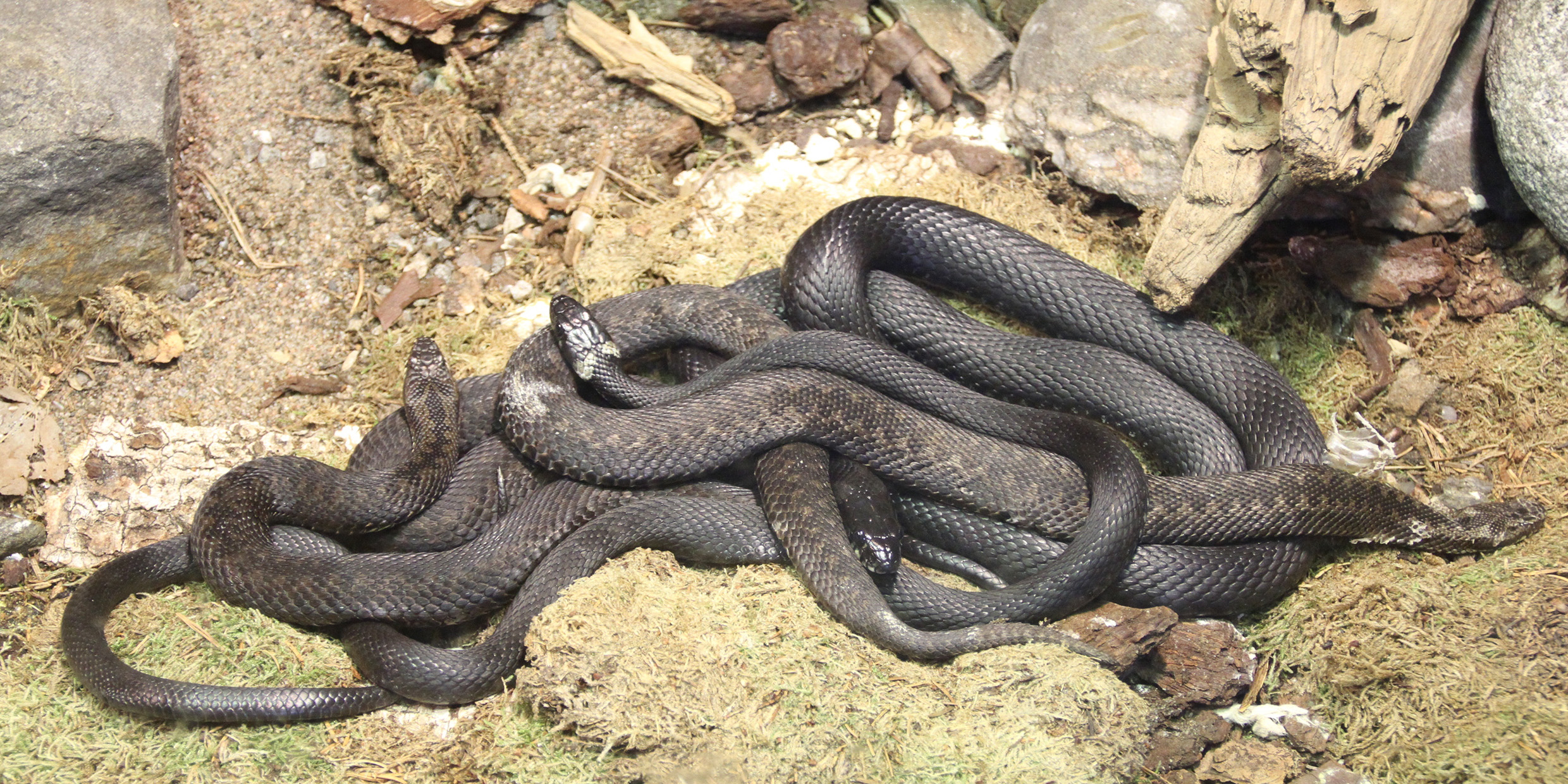 Image of a tangle of snakes