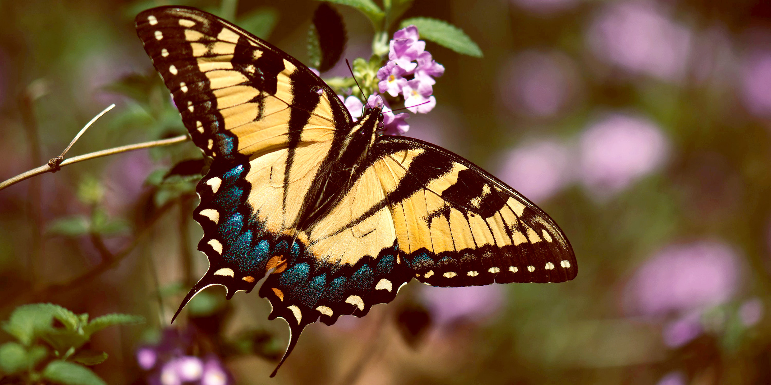 Image of yellow and black-striped butterfly