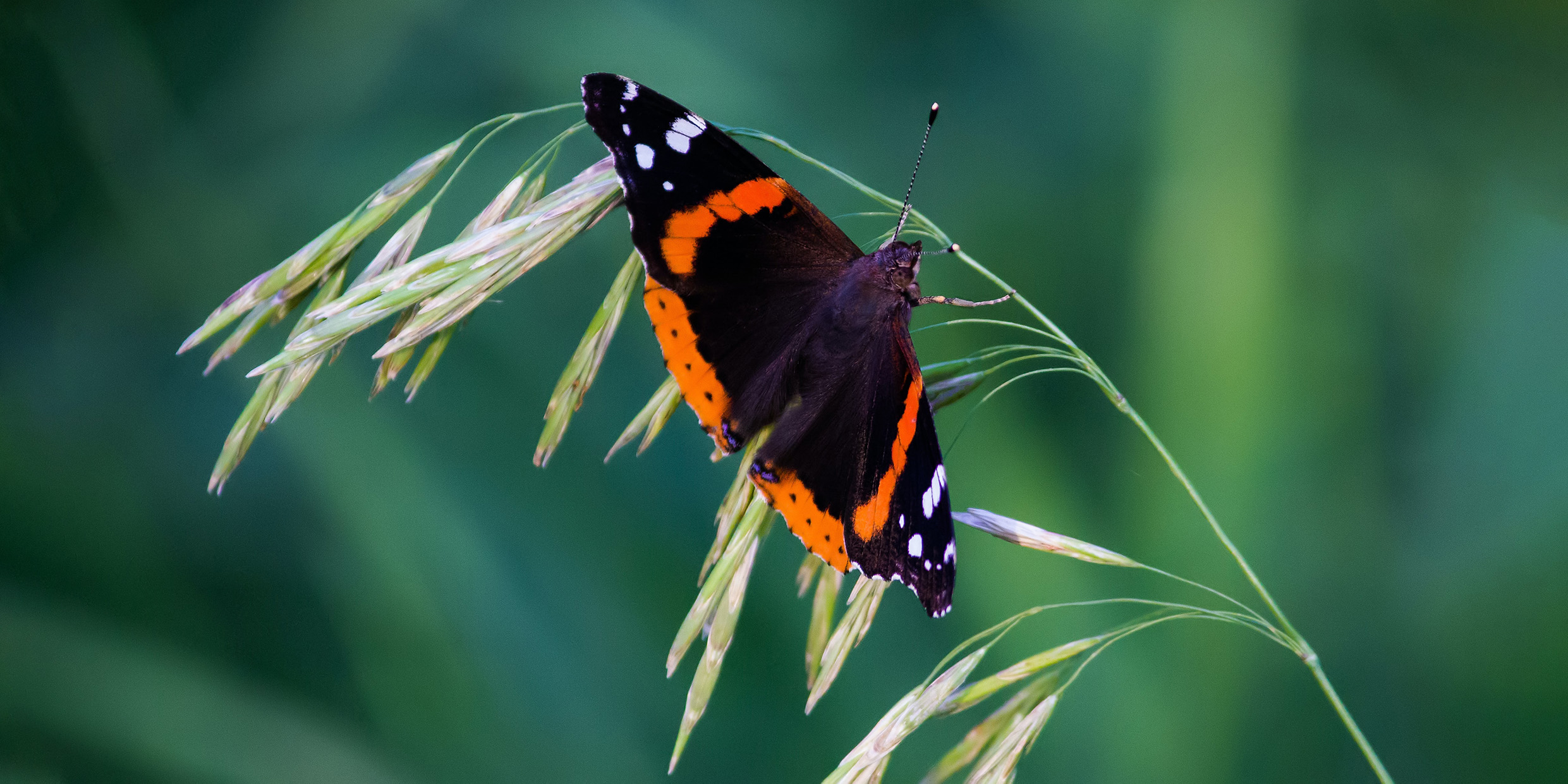 Image of a red admiral butterfly