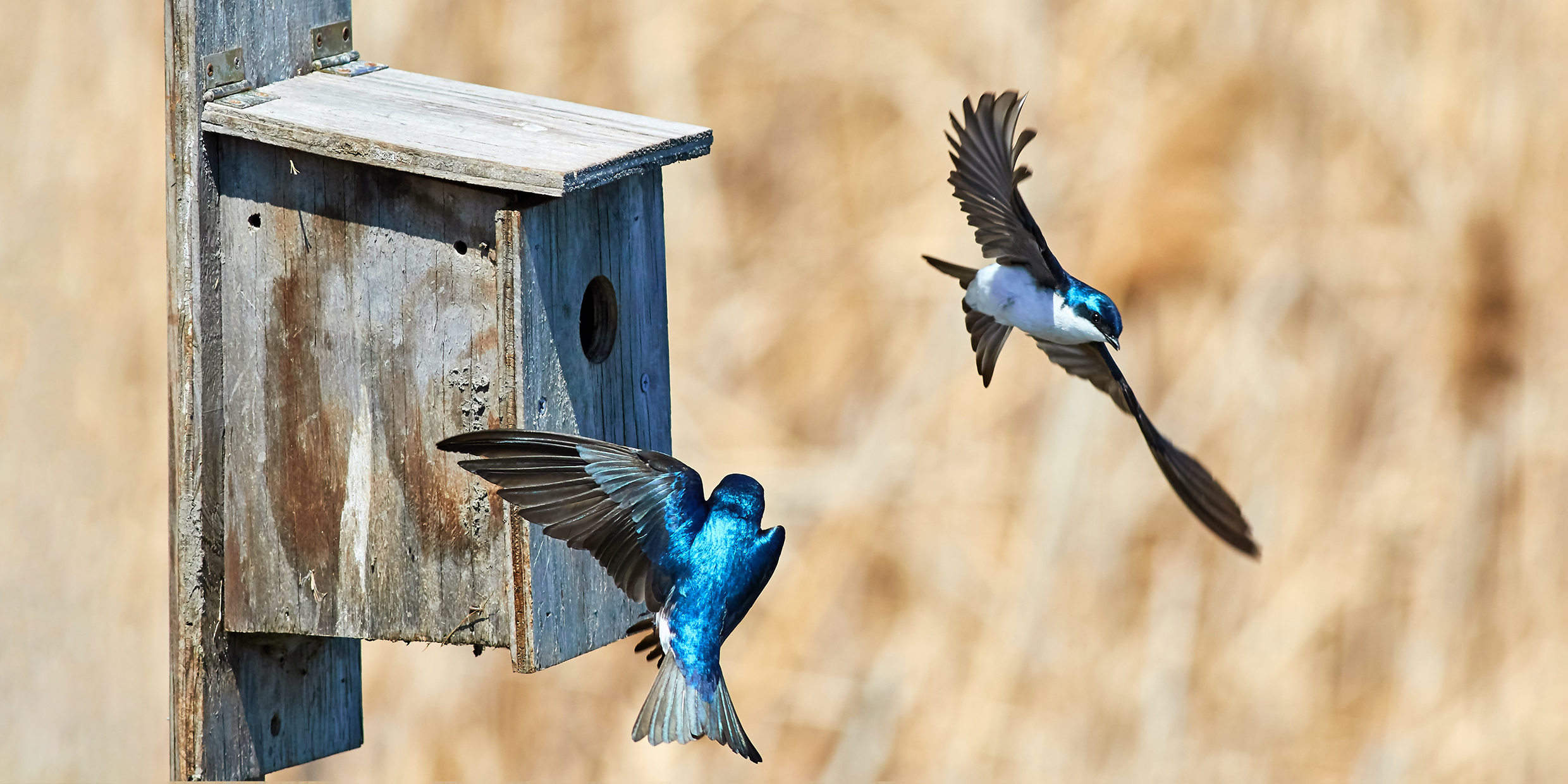 Image of two tree swallows flying near a nesting box