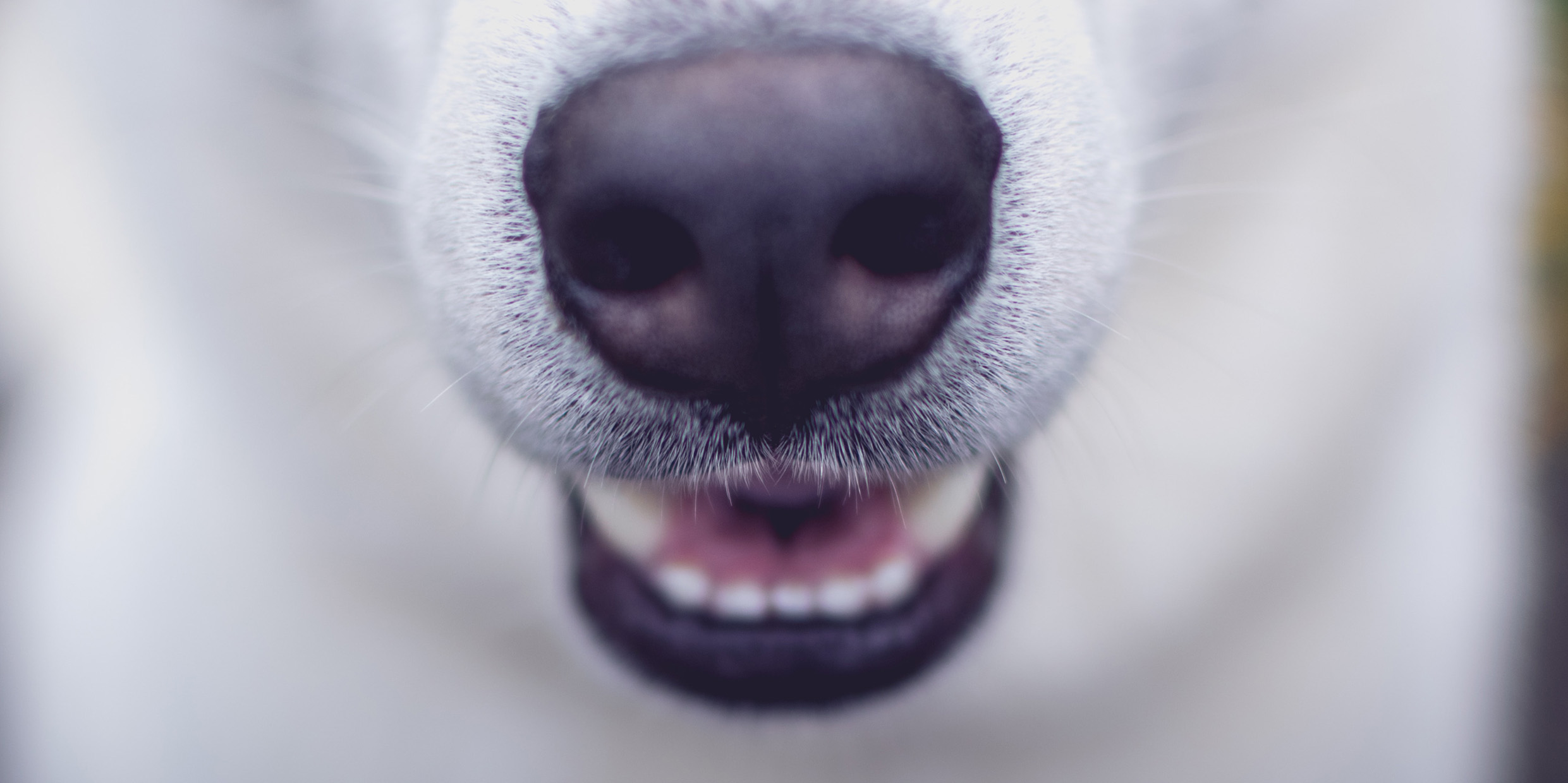 Close up image of a dog's nose